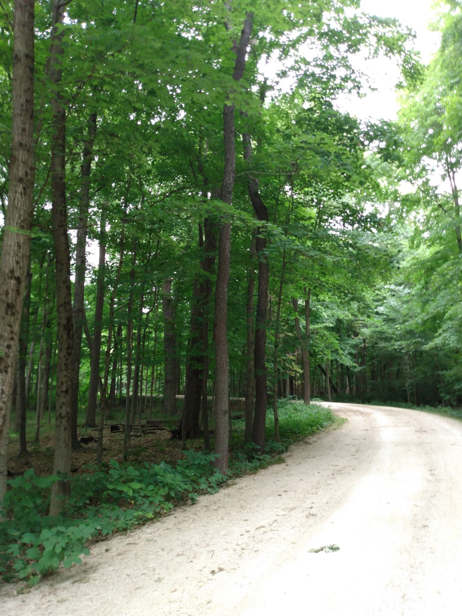 A winding dirt road through a dense green forest on a bright day. - McDowell Grove Forest Preserve – Batavia Depot Museum loop from Route 59