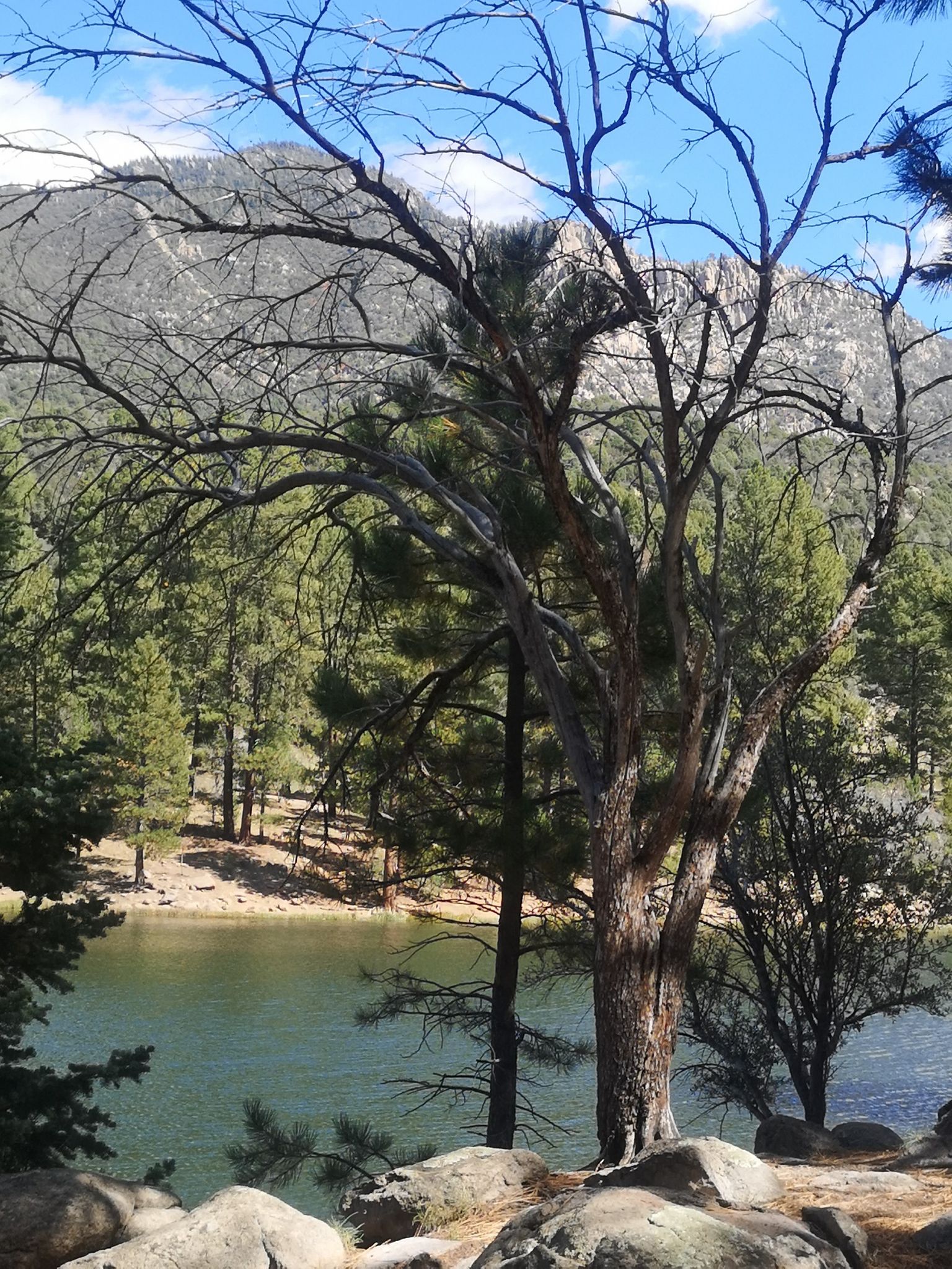 Bare tree frames a lake, green forest, and mountains under a bright sky. - Pine Valley Loop
