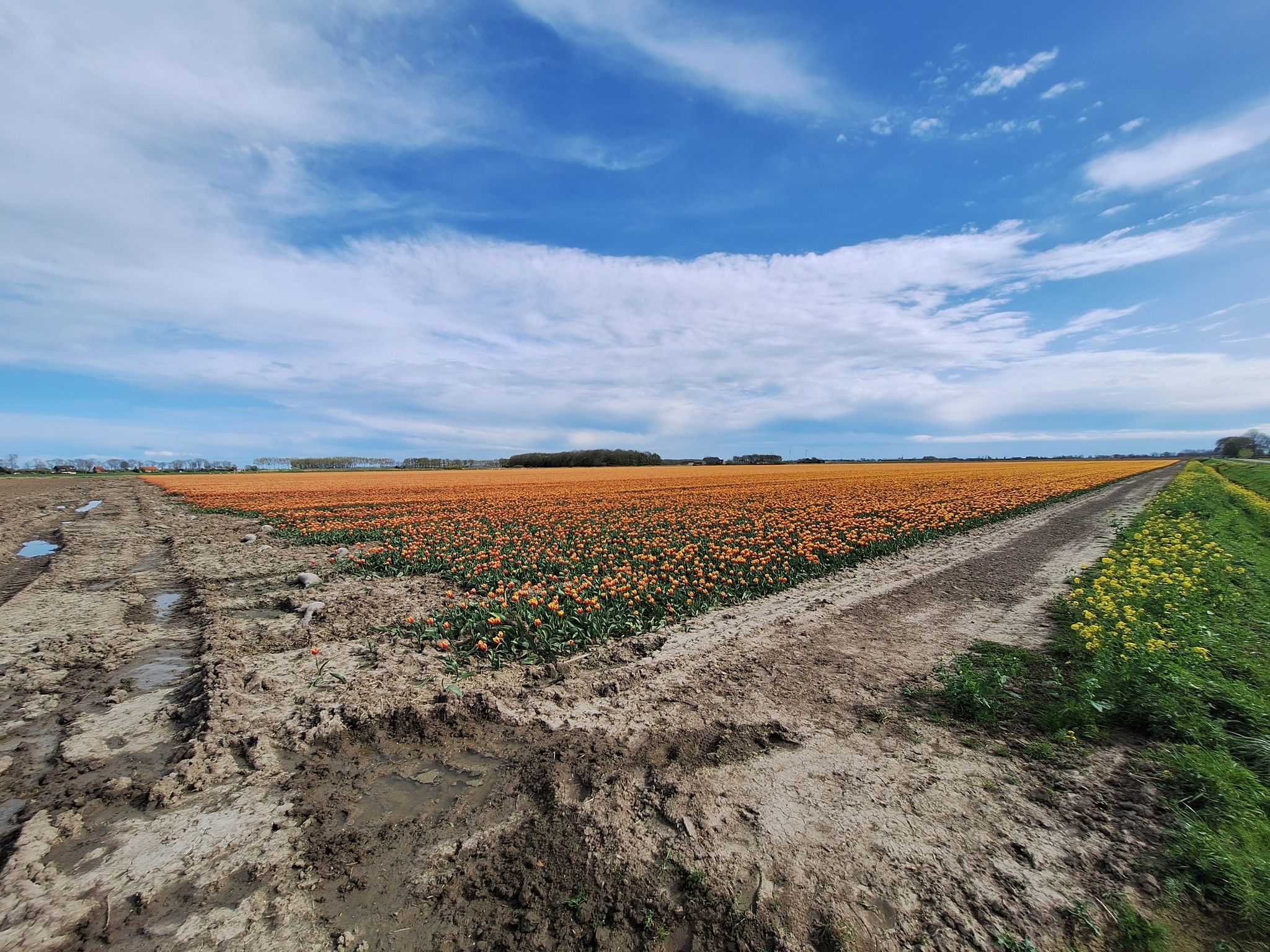 Tulpenveld nr. 4, niet ver bij 3 vandaan :)