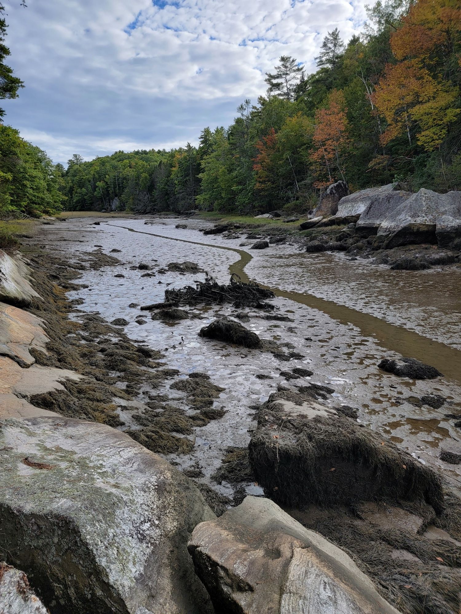 Muddy tidal flats with a narrow water channel, surrounded by autumn trees. - Ovens Mouth East Loop