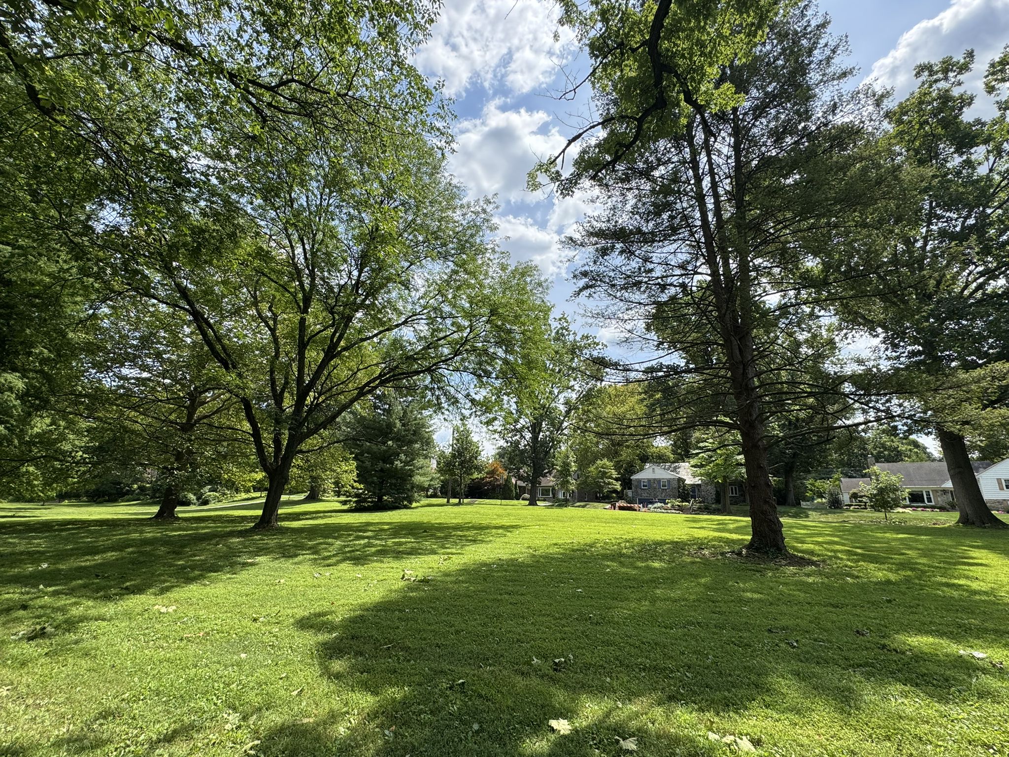 A wide, sunny grassy field surrounded by large green trees. - Wyomissing Creek Trail
