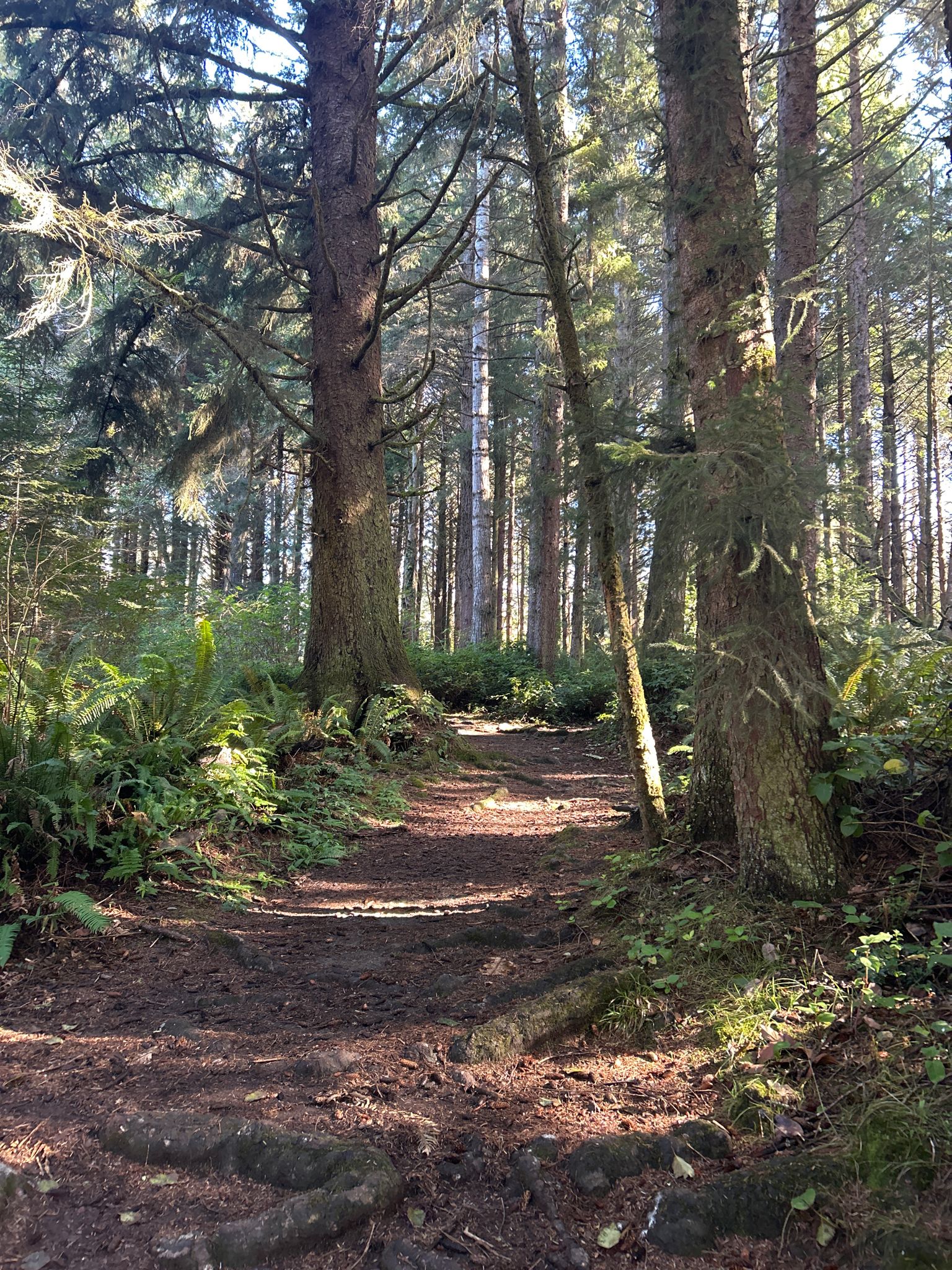 A winding dirt path through a sunlit forest with tall trees and ferns. - Elk Head to Trinidad Beach