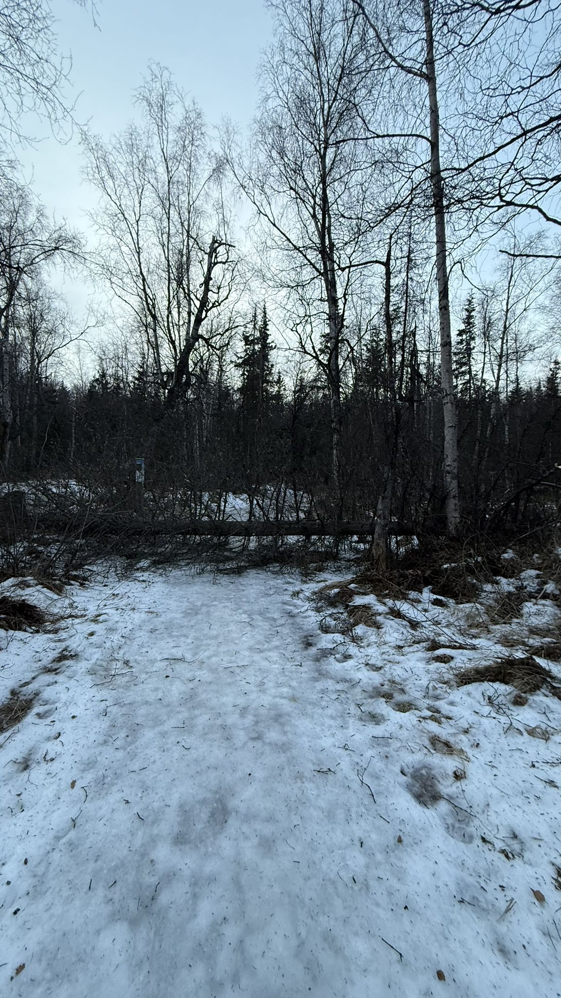 A snow-covered path blocked by a fallen tree in a bare winter forest. - Gasline Trail loop from Far North Bicentennial Park
