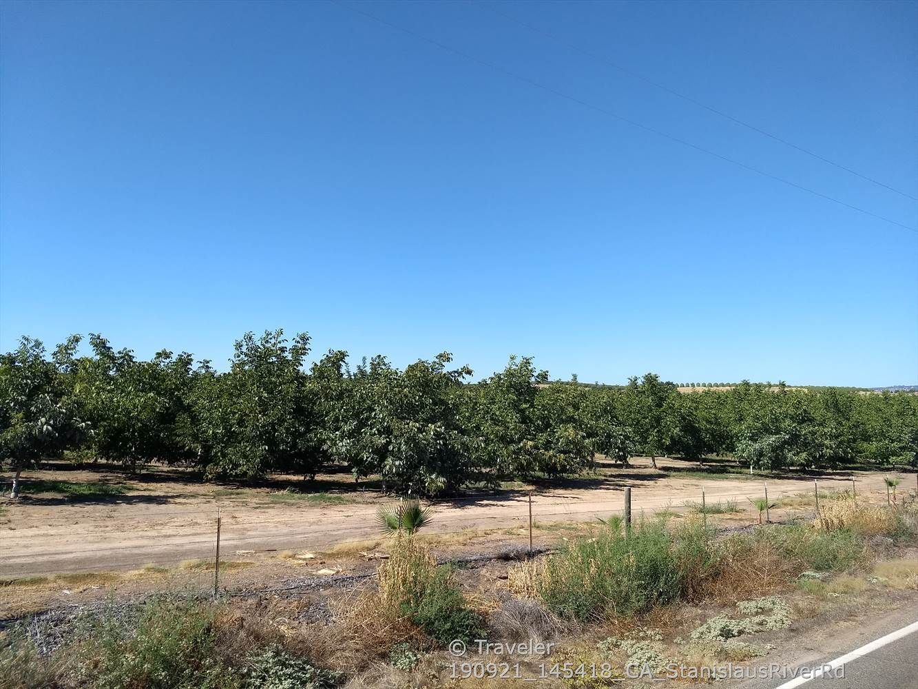 Rows of green trees line a dirt road under a clear blue sky. - Orange Blossom Road – Horseshoe Road Recreation Area loop from Oakdale