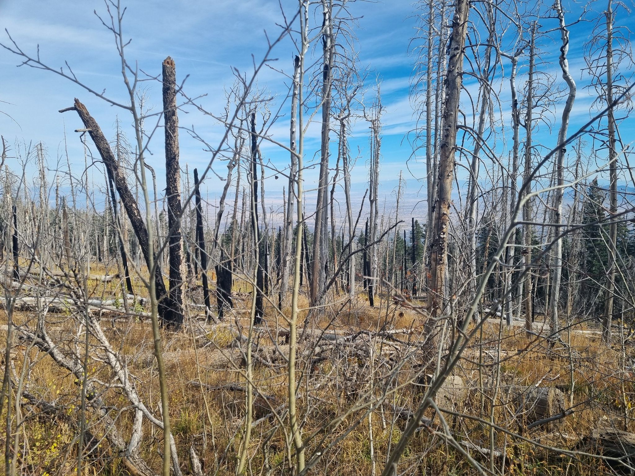 A landscape of many bare, burnt trees under a blue sky. - North Crest Trail
