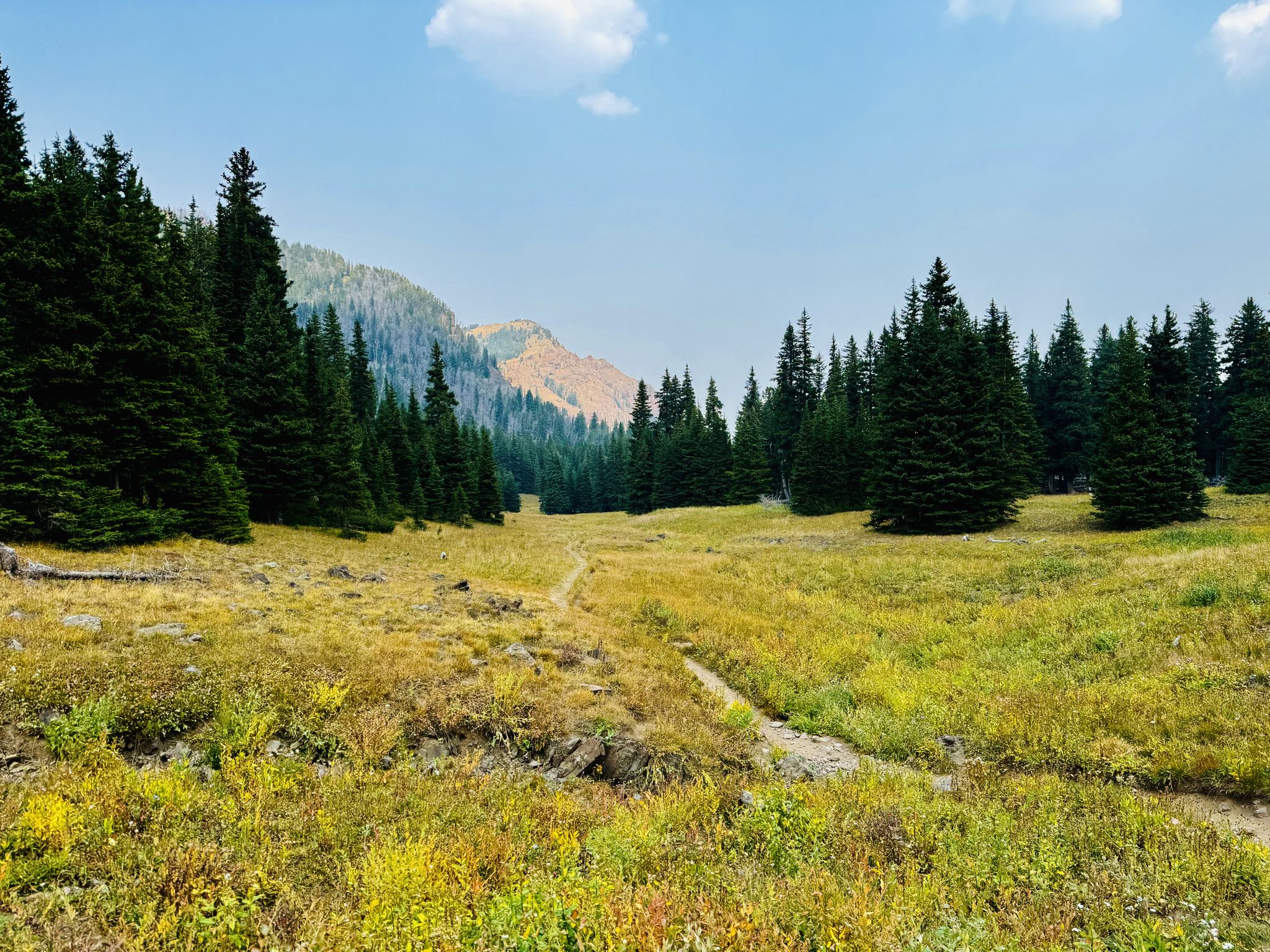 A wide golden meadow leads into a dense evergreen forest under a blue sky. - Blackmore Trail