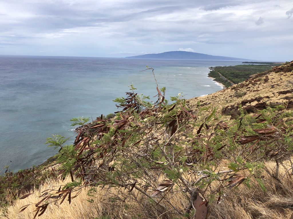 Rocky, grassy hillside overlooking a calm ocean and distant island under cloudy skies. - Lahaina Pali Trail