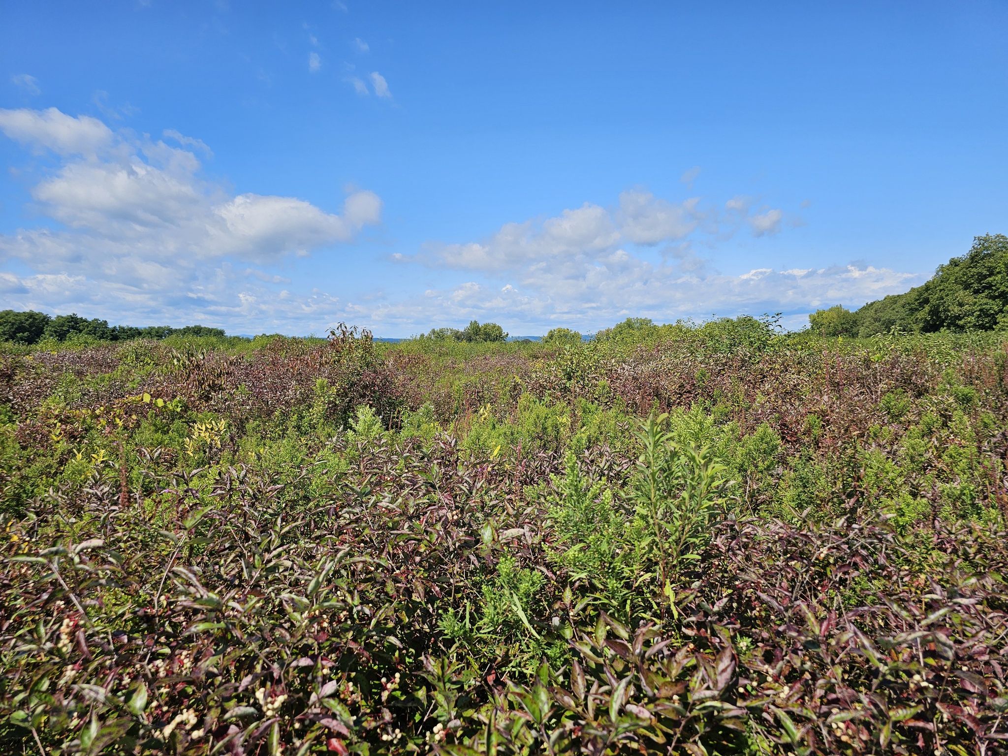 Vast field of green and reddish-brown bushes under a bright blue sky. - Blue and Yellow Trail Loop