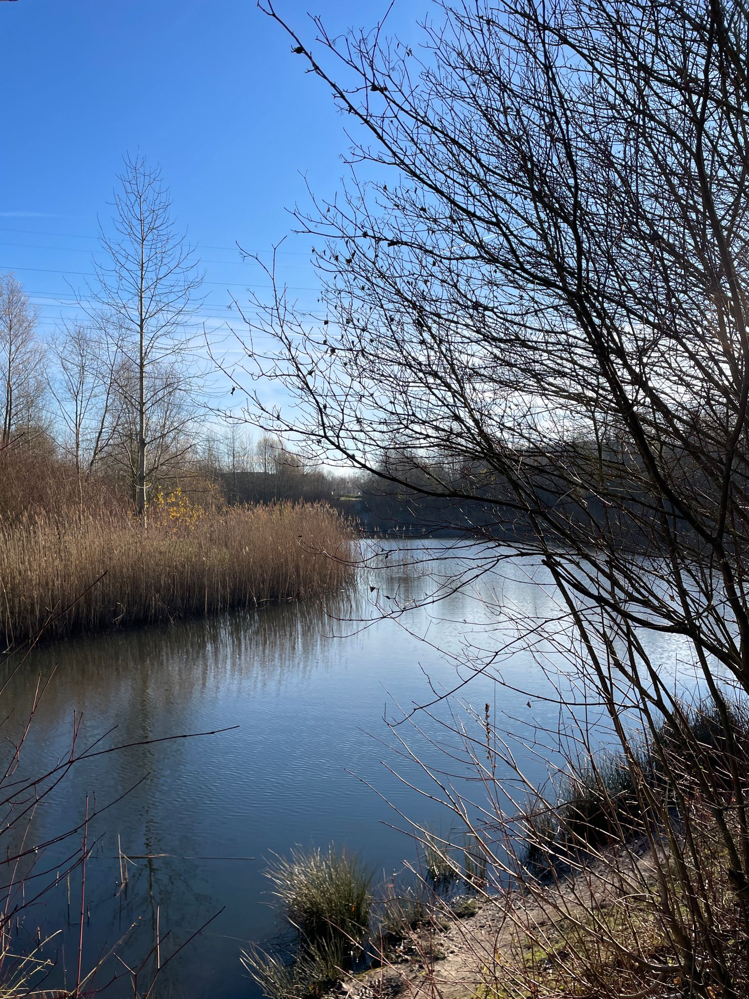 Kleiner versteckter Teich Sachsenwaldstraße