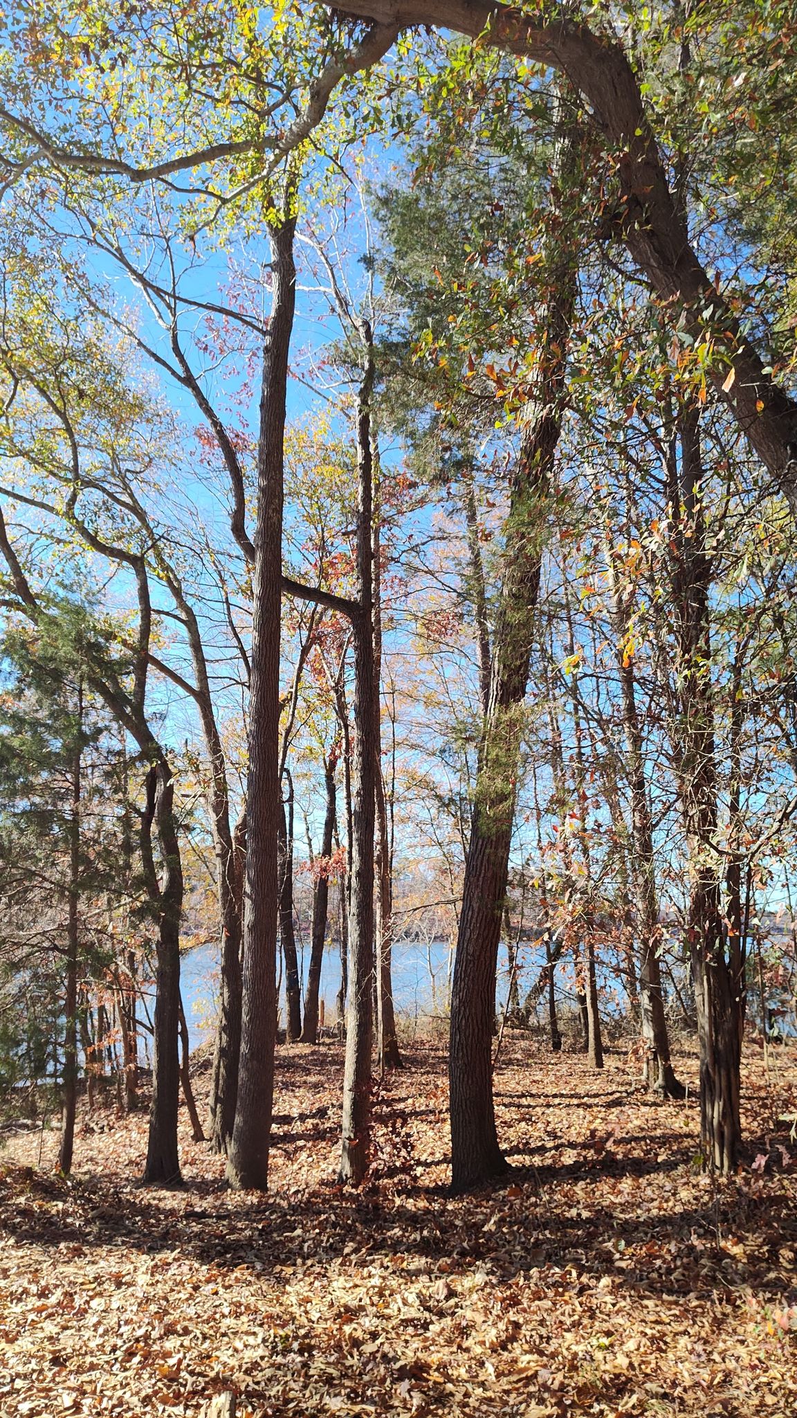 Tall trees frame a bright blue sky and distant body of water. - Mountain Island Lake Overlook loop from Auten Nature Preserve