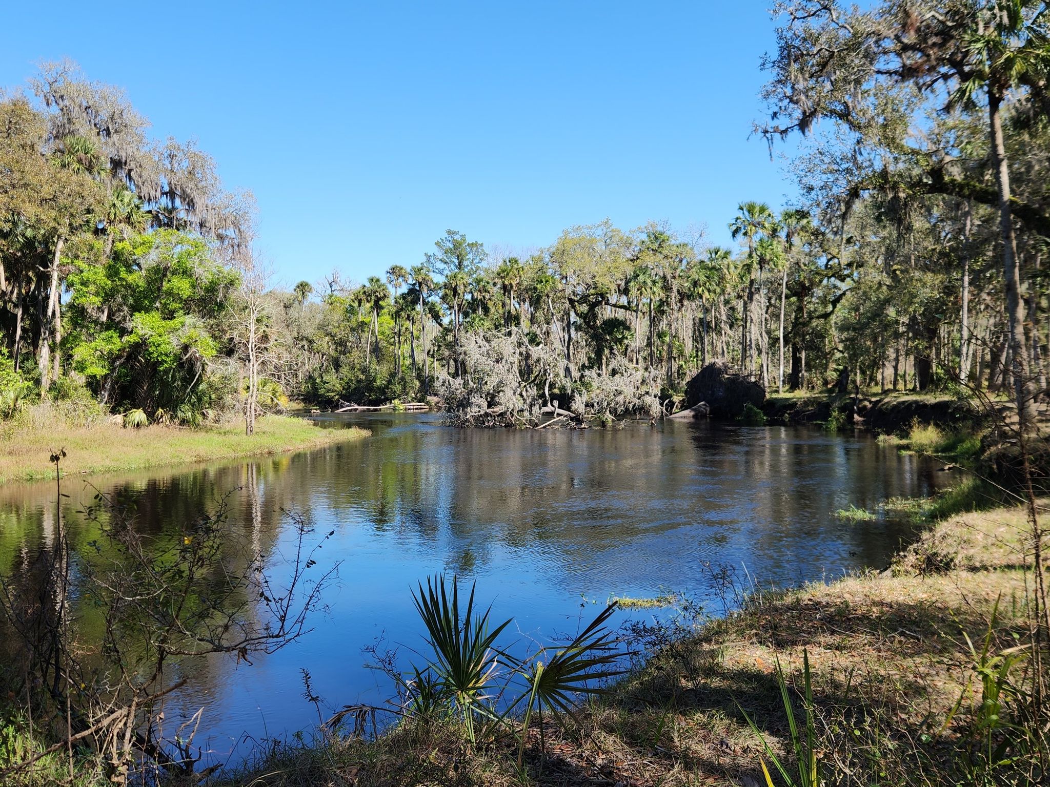Calm river surrounded by trees with Spanish moss, bright daylight. - Culpepper Bend Trail