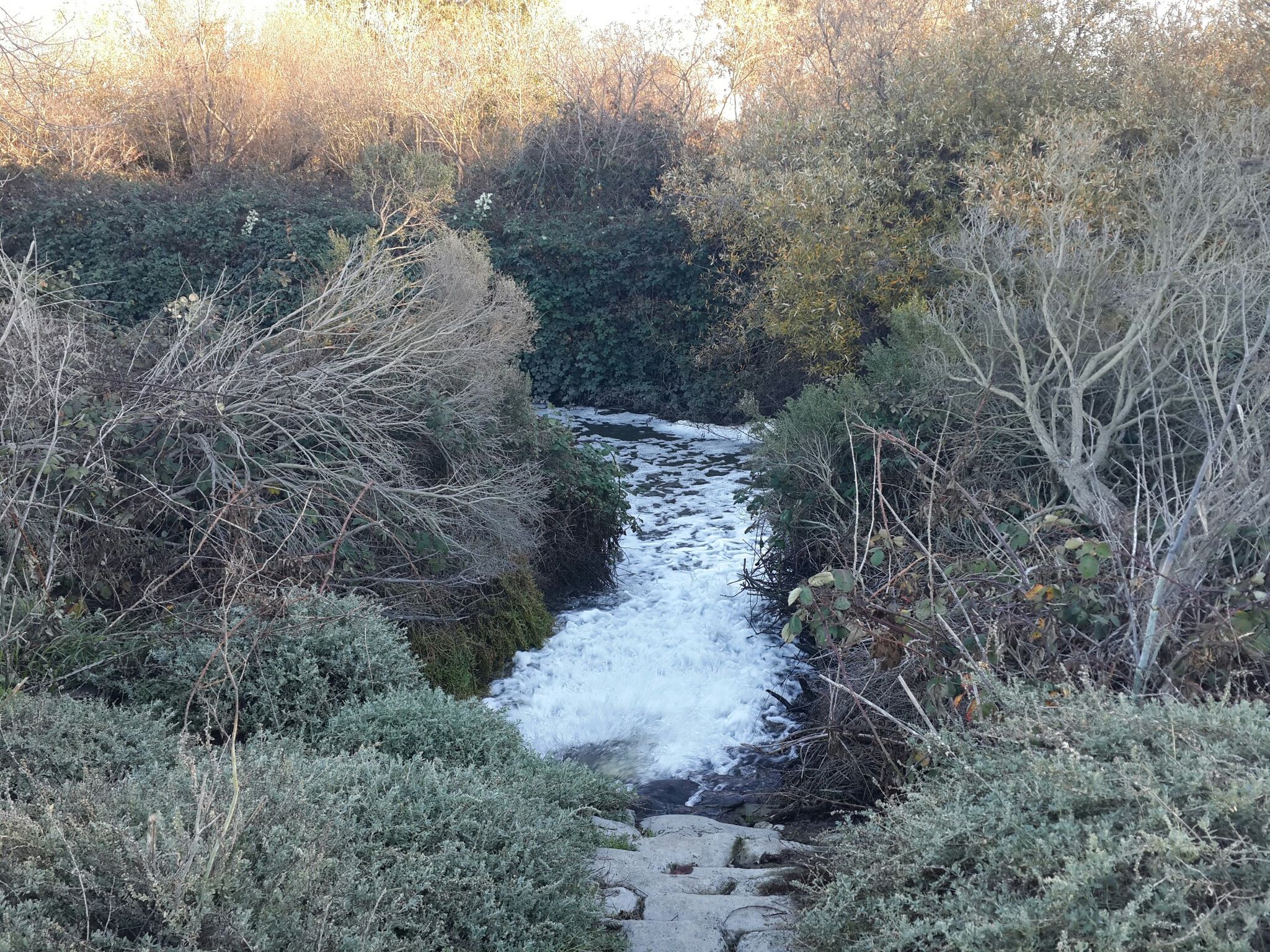 Rushing water flows through dense, green and brown riverside vegetation. - Adobe Creek Trail: Byxbee Park to Freshwater Marsh at Matadero Creek