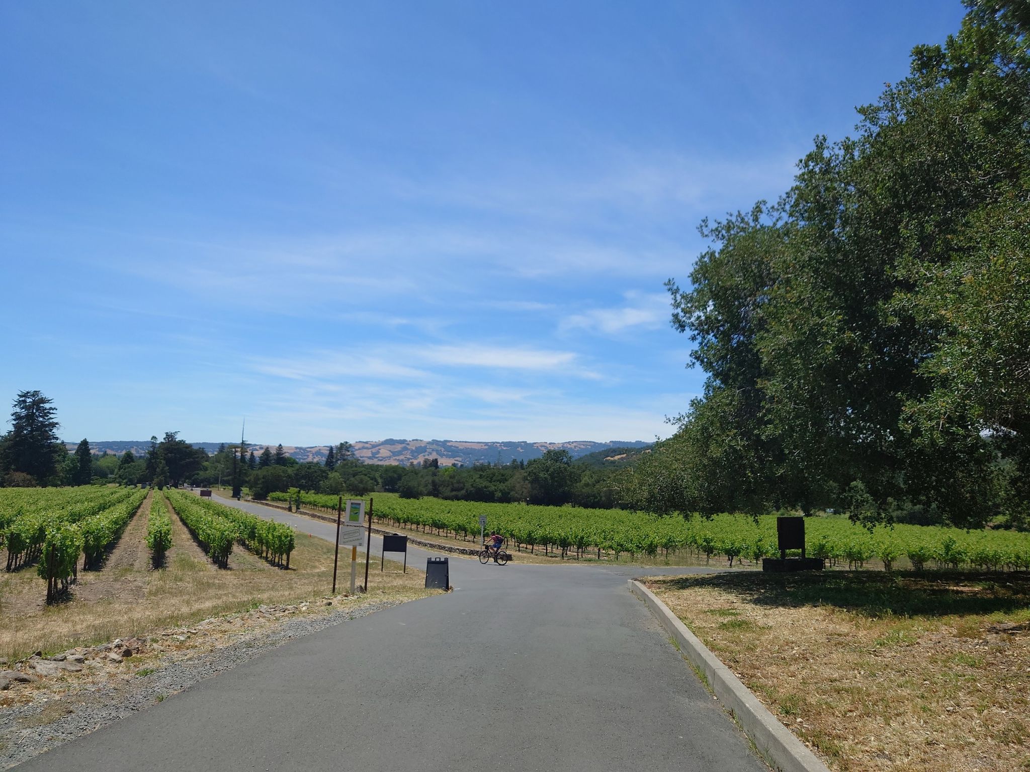 Sunny day over a vineyard with a paved road and distant cyclist. - Sonoma Plaza with City Hall – Sonoma Plaza loop from Sonoma