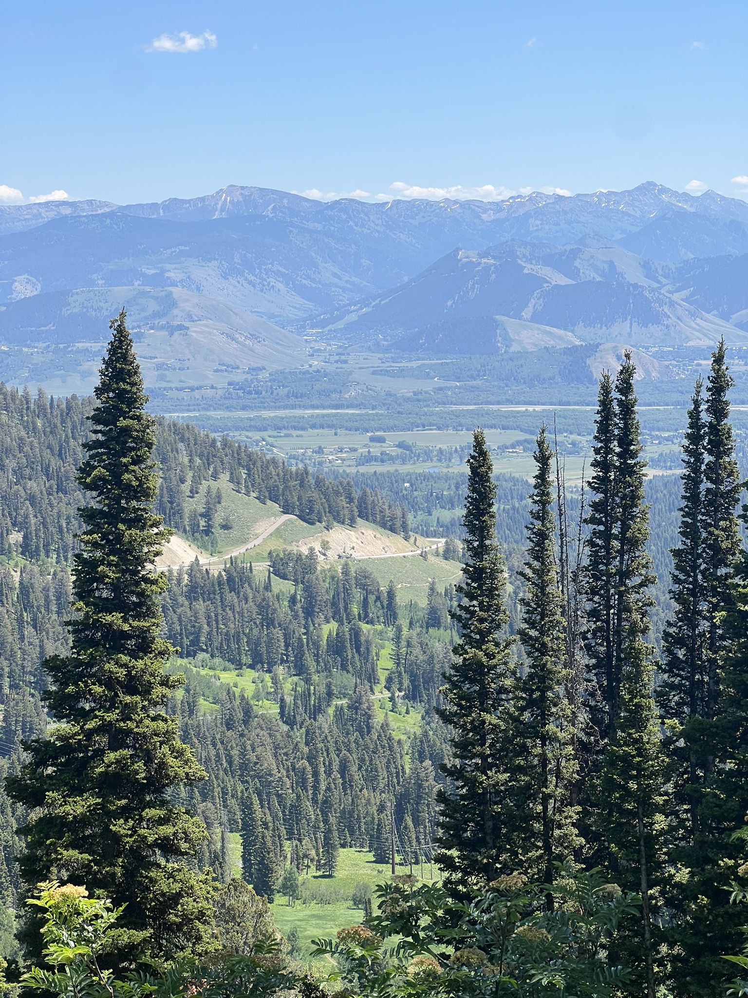Tall pine trees frame a vast mountain range under a clear blue sky. - Old Pass Road to Teton Pass