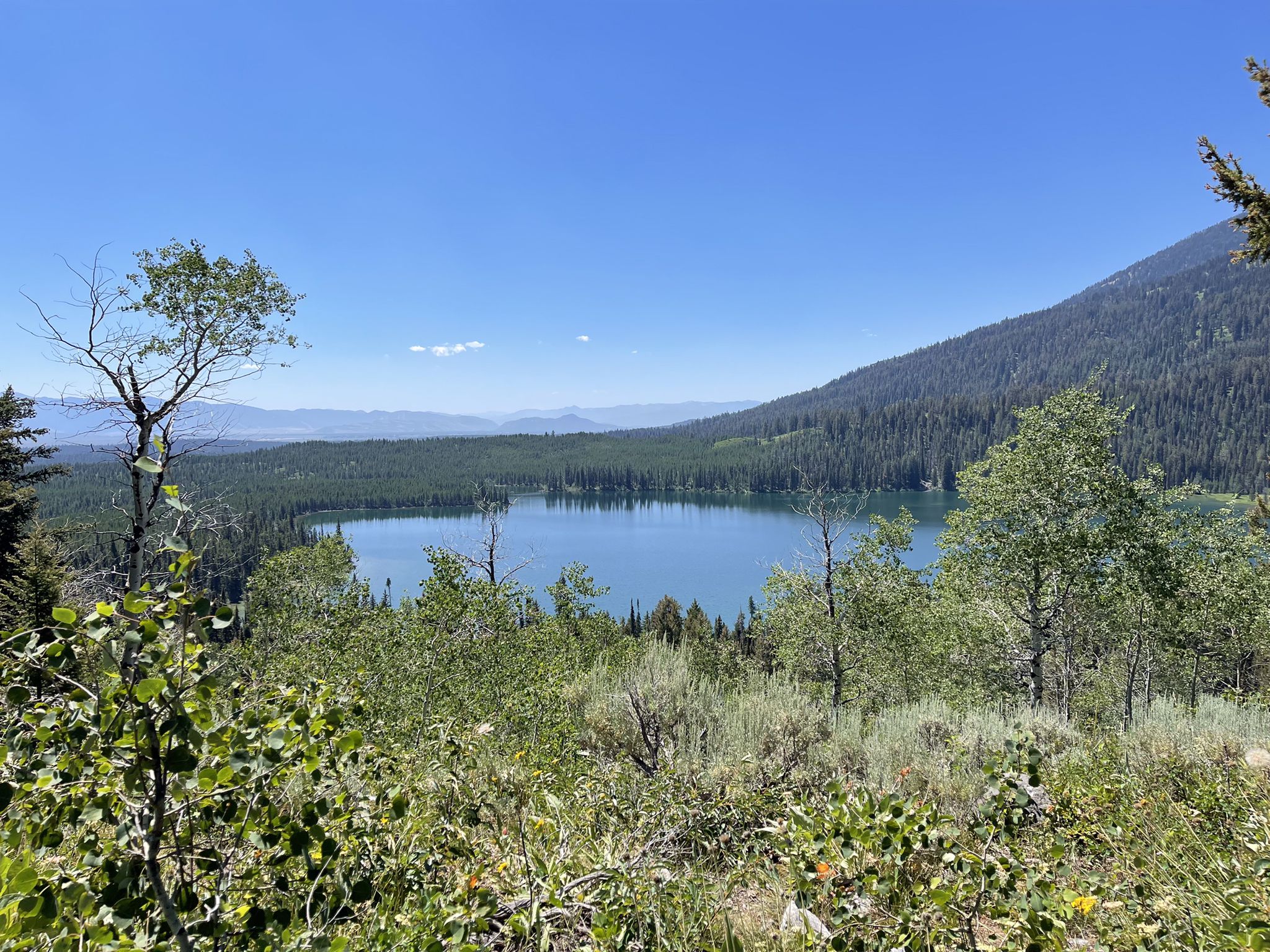 Panoramic view of a blue lake surrounded by green forests under a clear sky. - View of the Teton Range loop from Headquarters