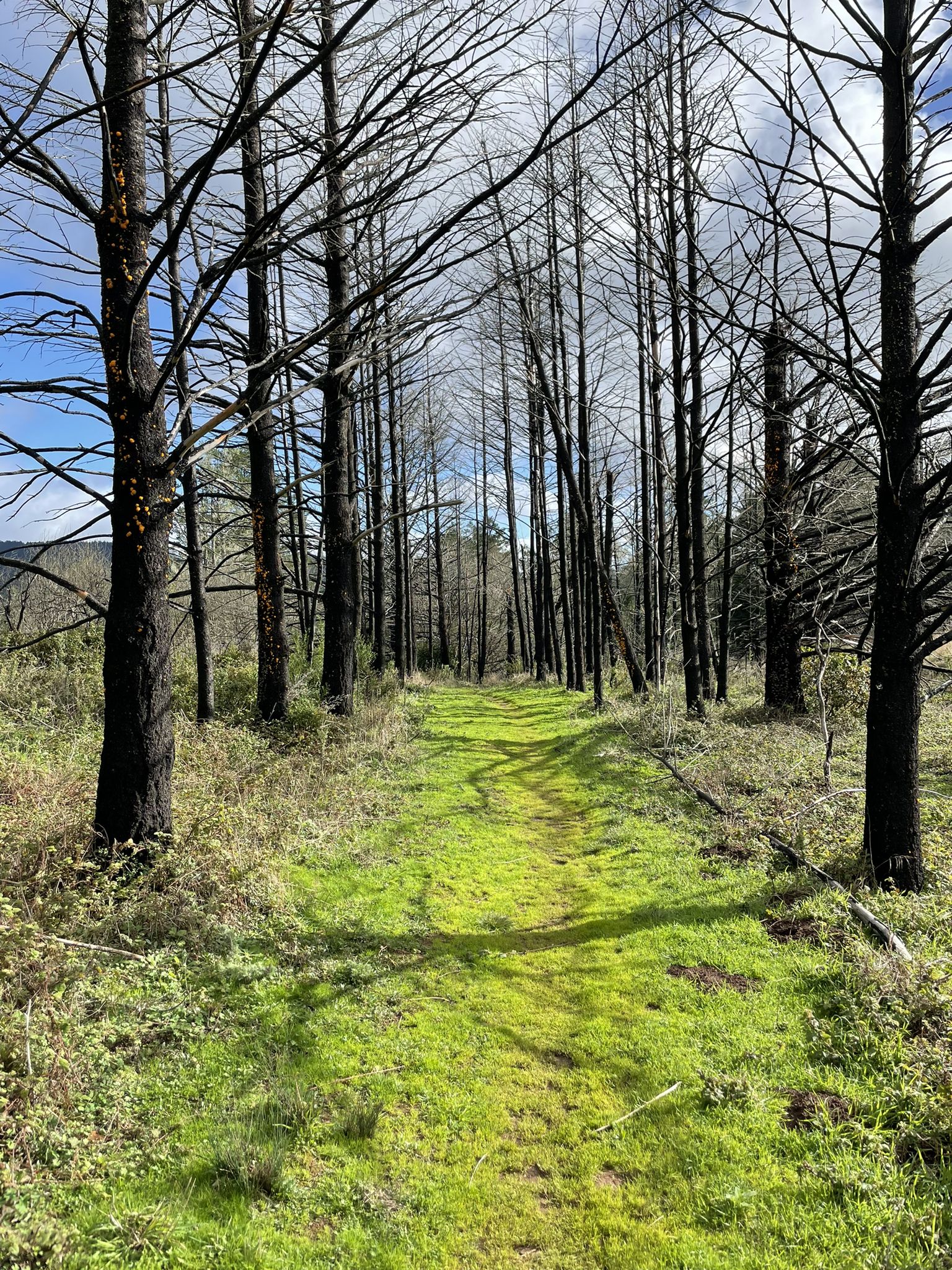 A vibrant green mossy path winds through a forest of tall, bare trees. - Sky Trail and Bear Valley Loop