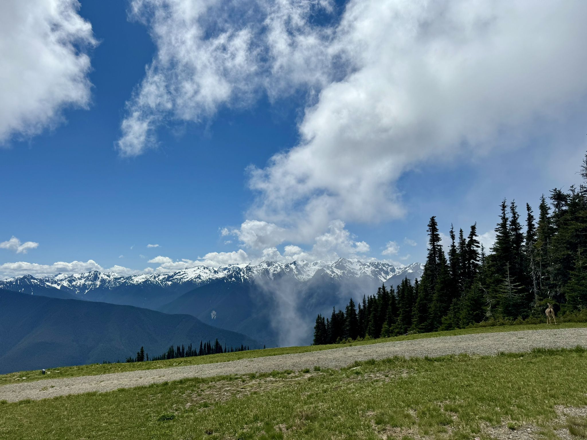 Panoramic view of snow-capped mountains and clouds over a green hillside. - Hurricane Ridge Road