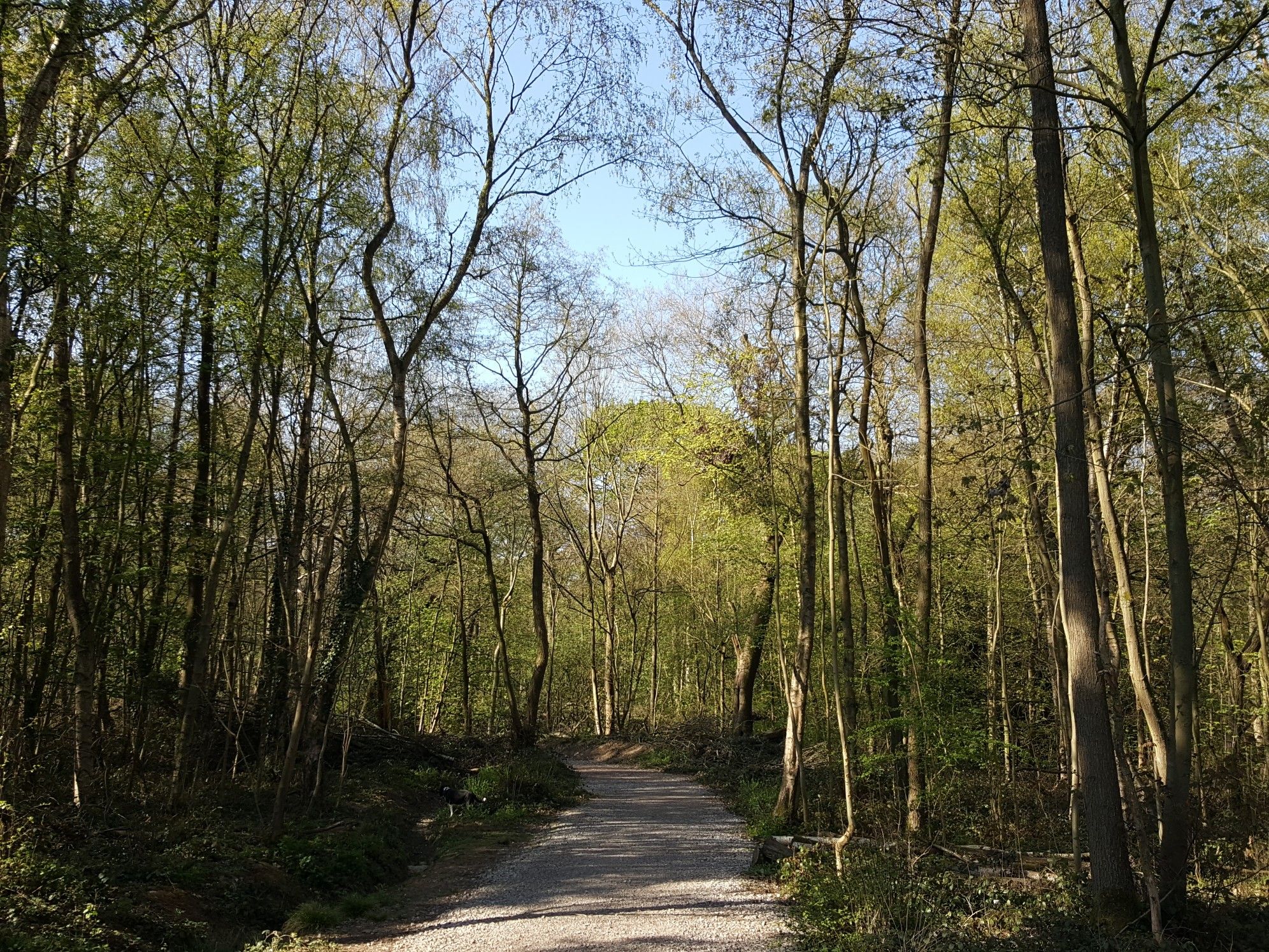 Oldmoor wood