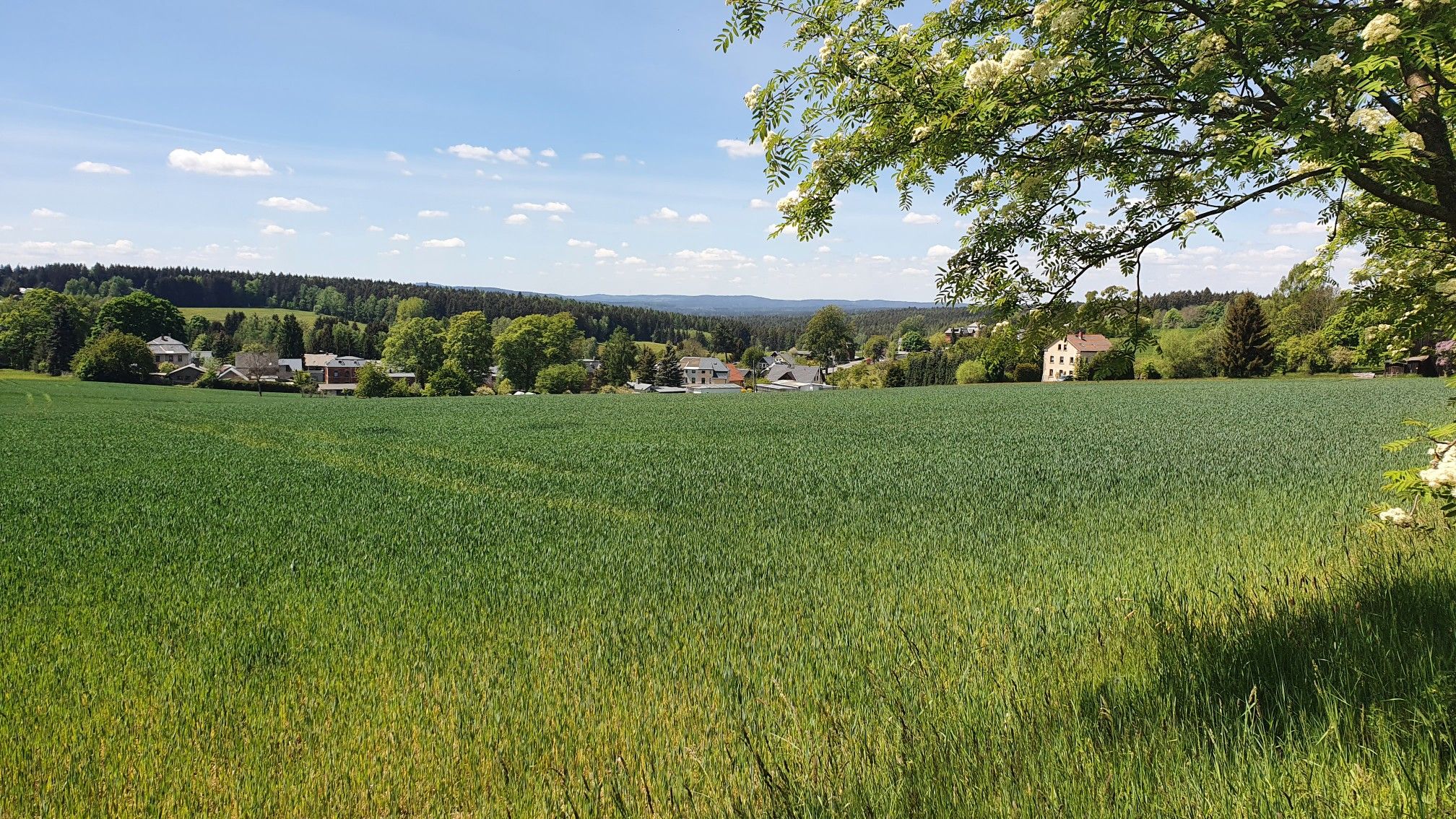 Wernitzgrün