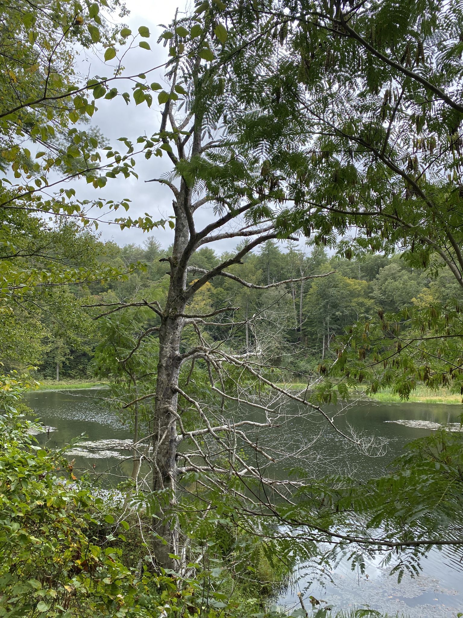 Tall, bare tree in front of a lake surrounded by green forest. - Natural Bridge of Virginia – Onion Mountain Overlook loop from Buchanan Quick Stop