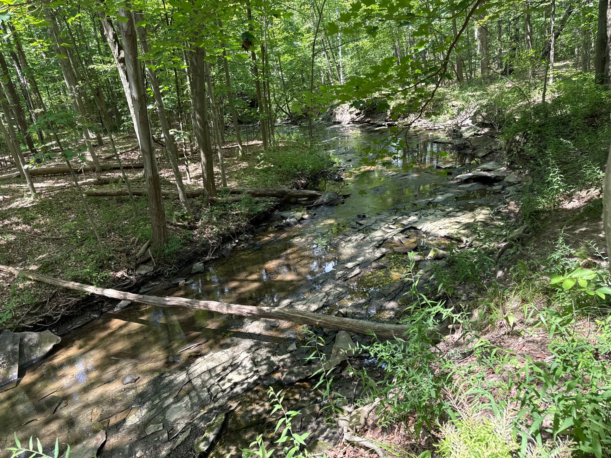 Shallow rocky stream flowing through a sunlit forest with fallen logs. - Strawberry Pond – Buttermilk Falls loop from North Chagrin Reservation