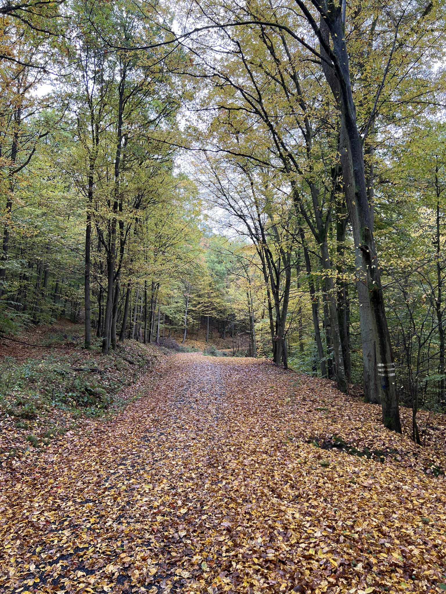 Trotz des Nieselregens ist es warm und dampfig