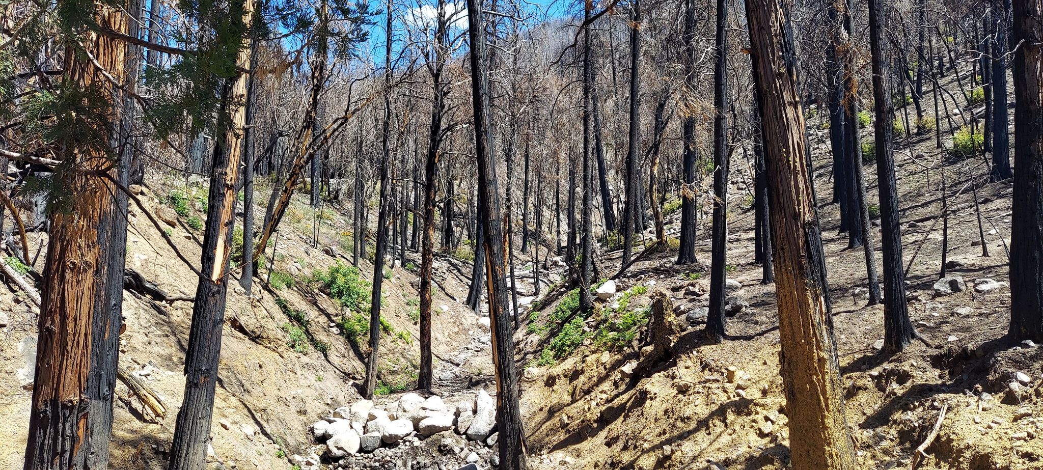 Forest of charred, bare trees on a hillside with green undergrowth, sunny day. - Mill Creek Visitors Center to Onyx Summit