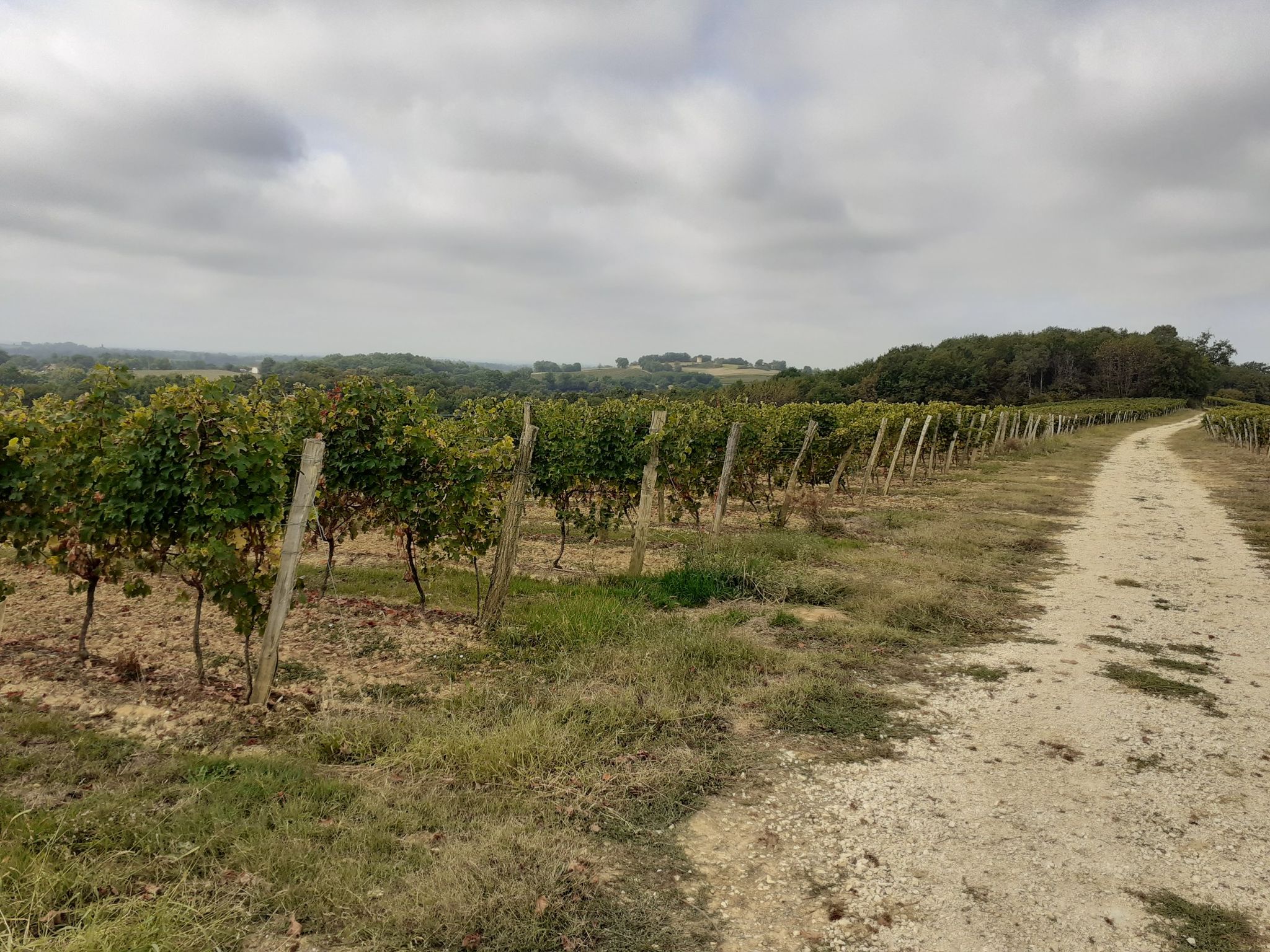 les vignes de Manciet 