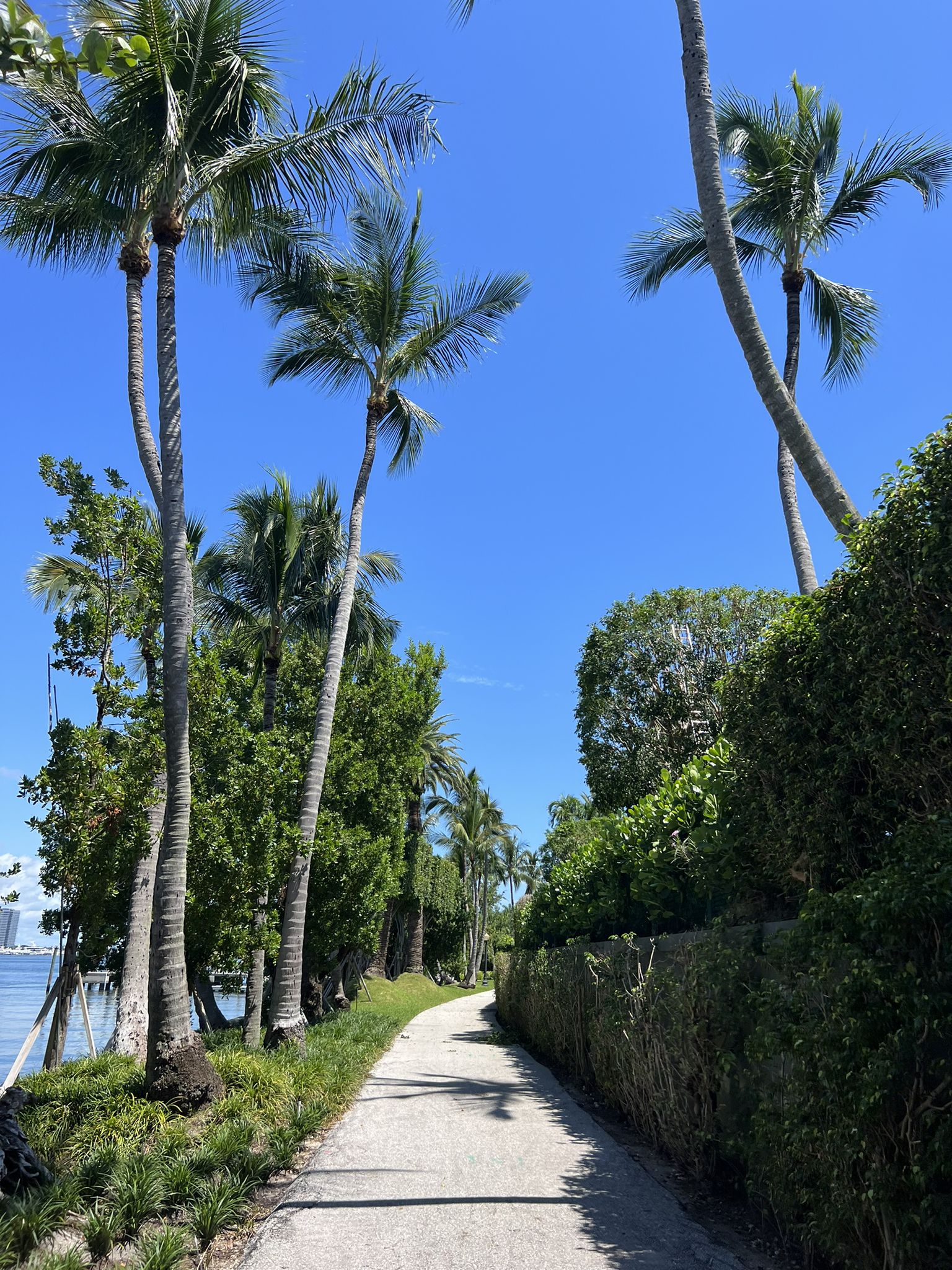 Paved path lined with tall palm trees and lush green hedges under blue sky. - Lake Trail – Lake Trail loop from West Palm Beach
