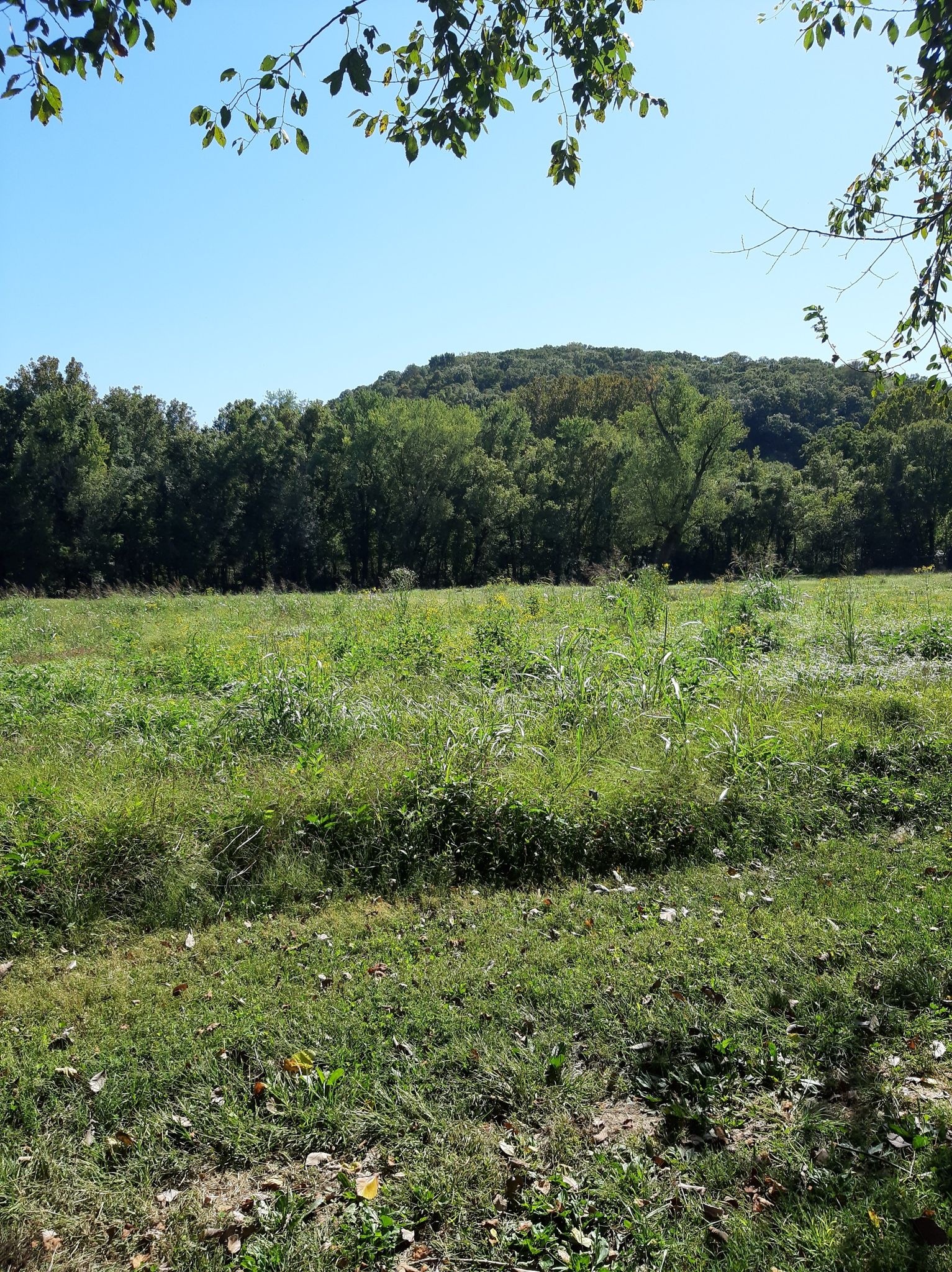 A bright green field with a tree-covered hill under a clear blue sky. - Chubb Trail