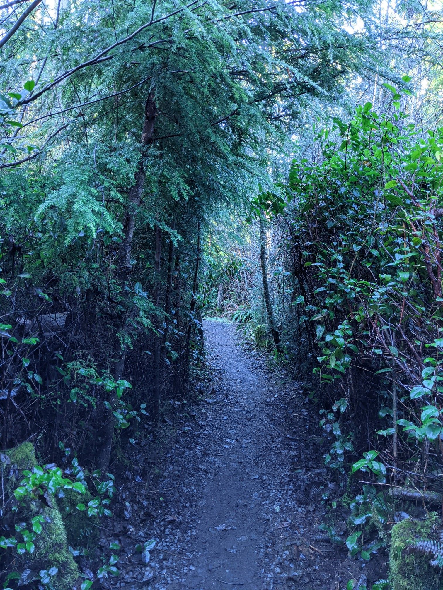 A narrow, shaded dirt path winding through a dense, dark green forest. - Kwis Kwis and Fort to Sea Trail Loop