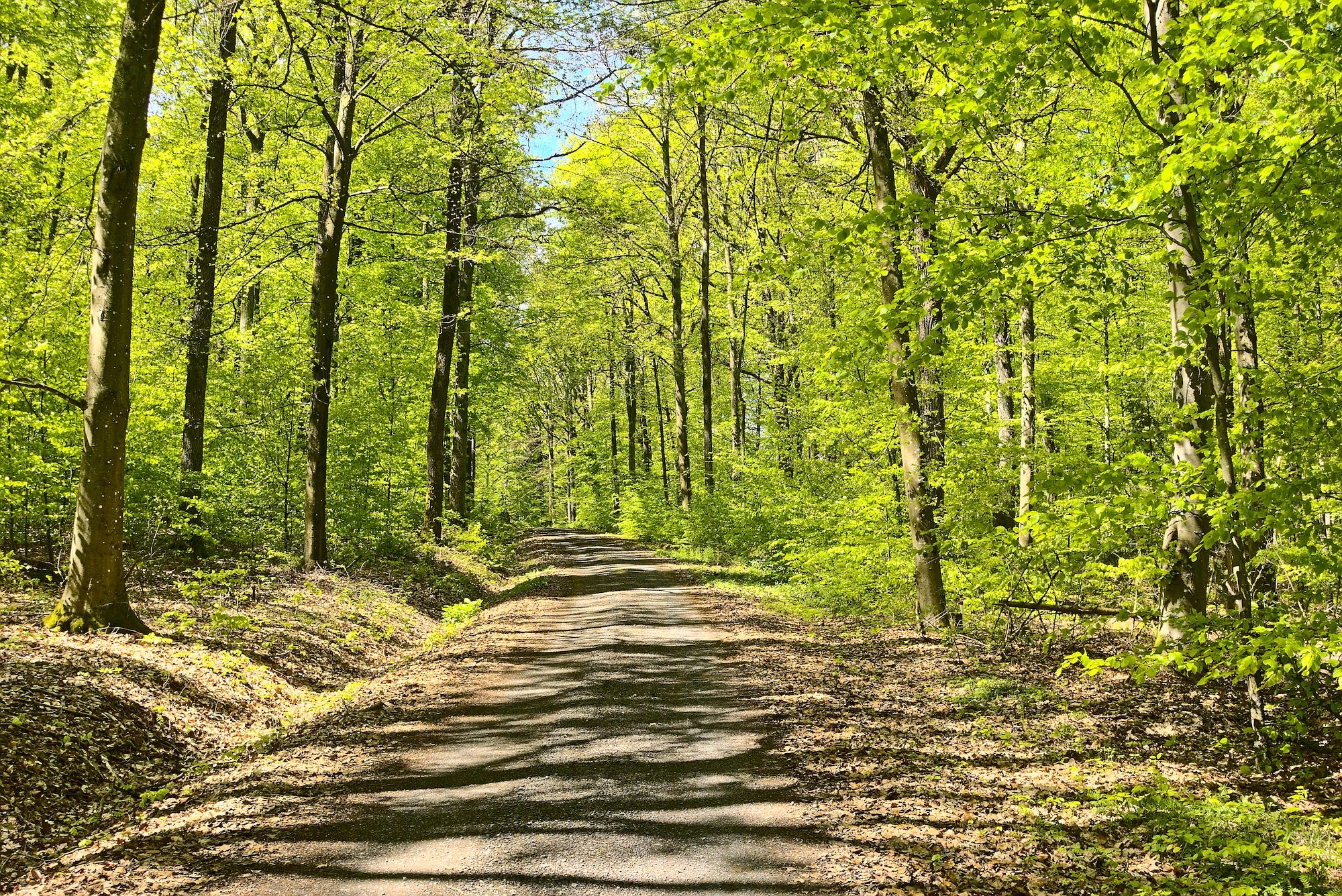 Fahrt durch den lichtdurchfluteten Wald
