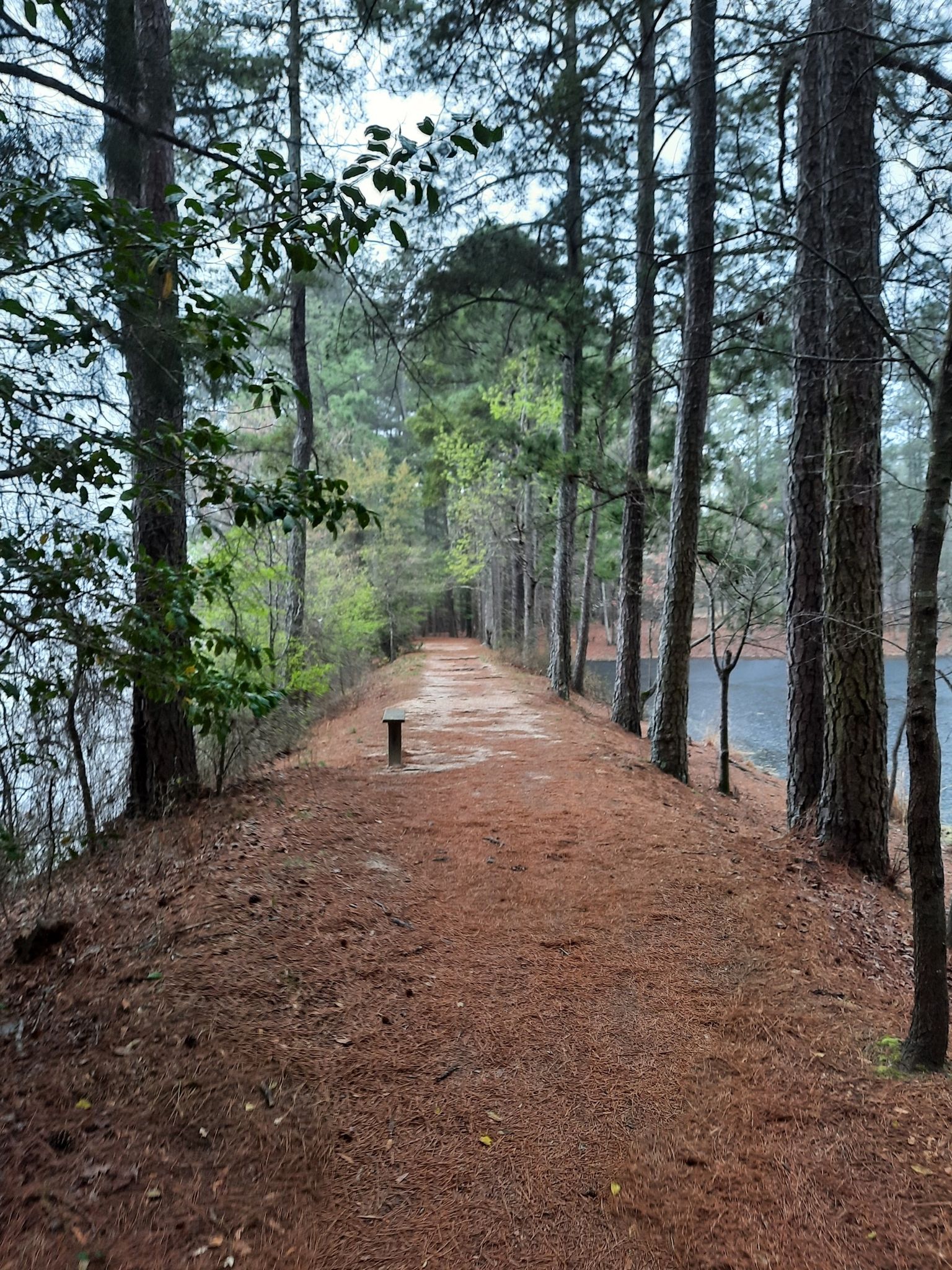 A narrow dirt path lined with tall trees, water visible on both sides. - Peninsula Trail