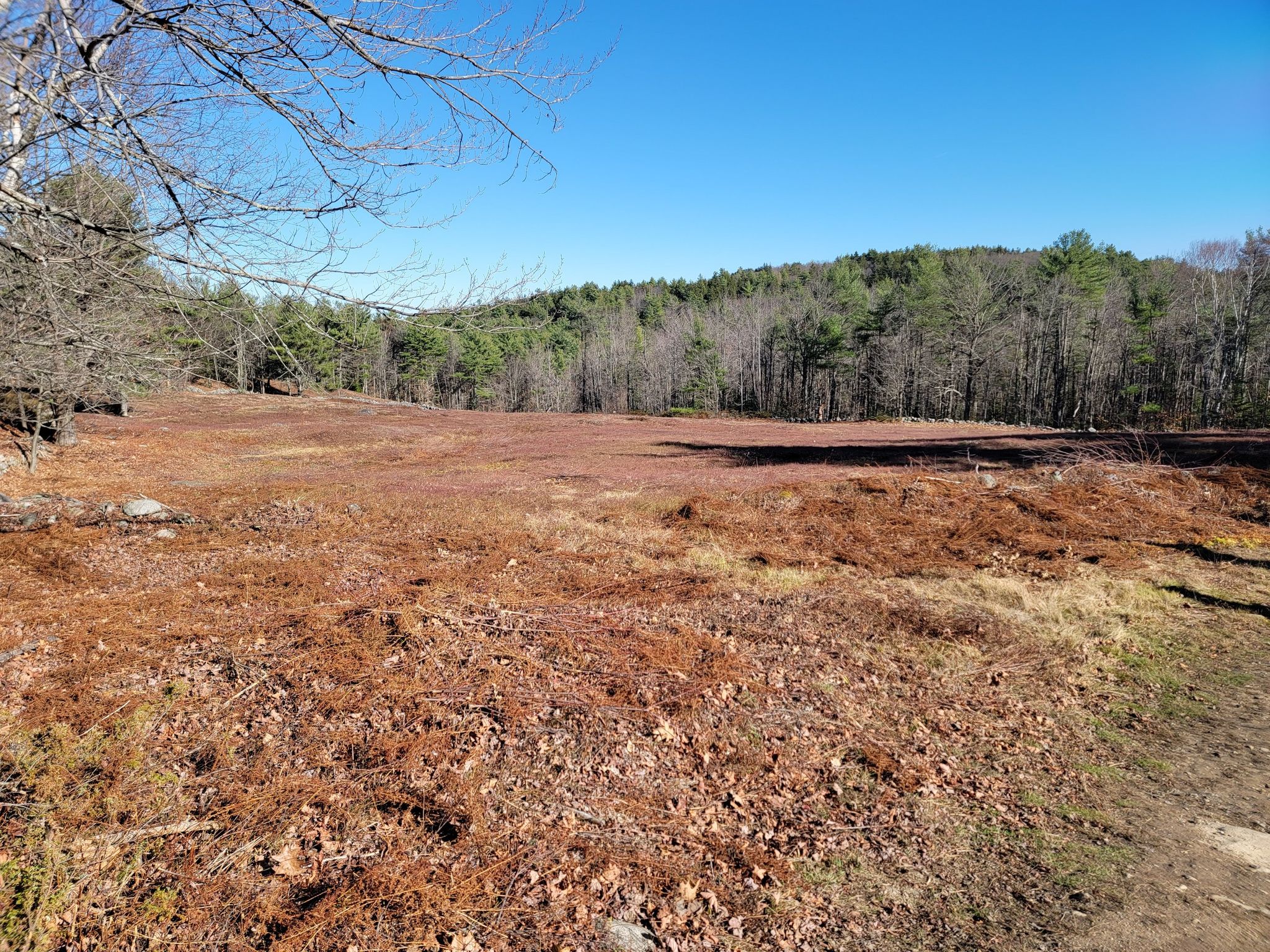 blueberry field