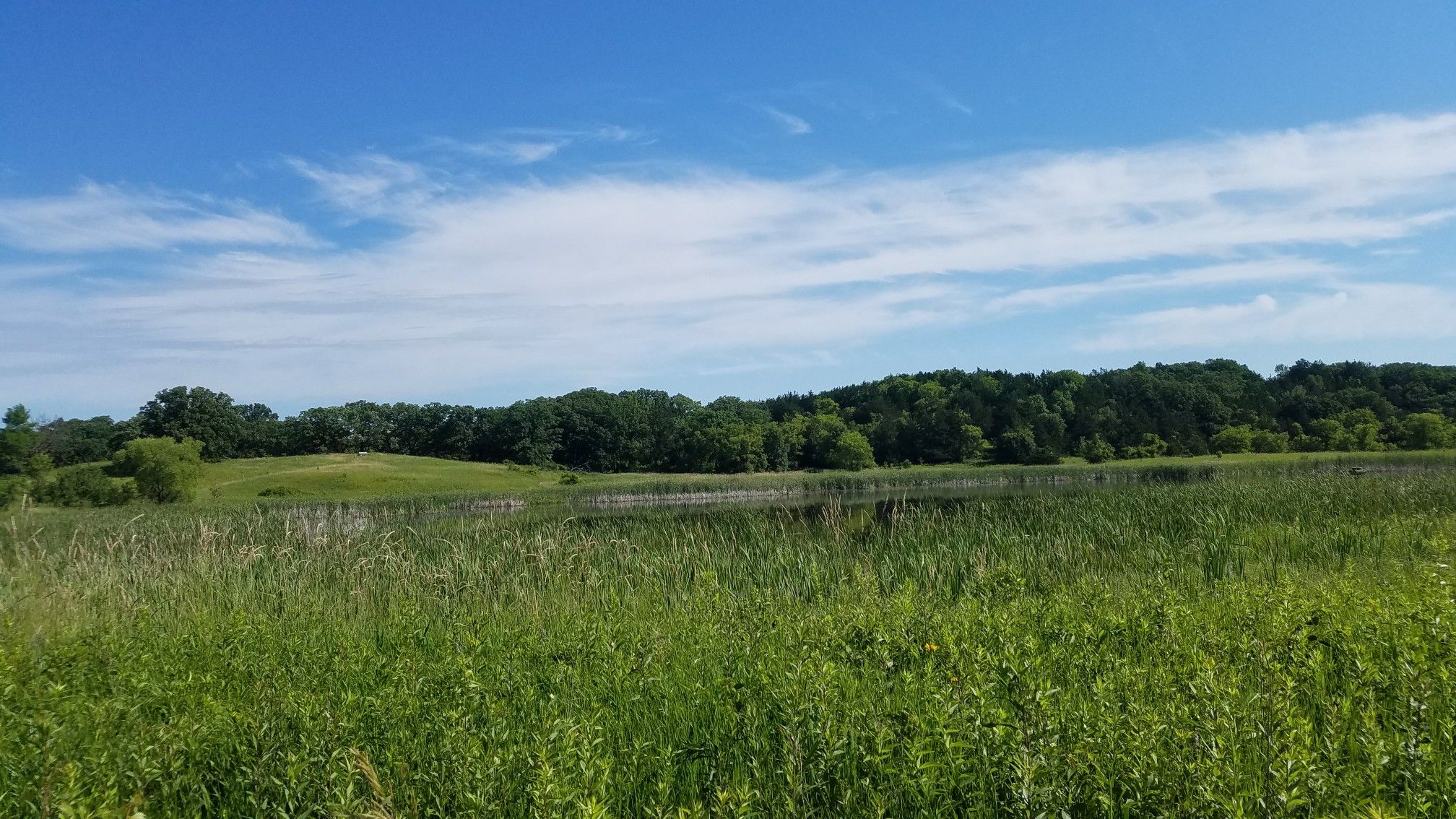 Lush green field and wetland under a bright blue sky. - Pondview Interpretive Trail