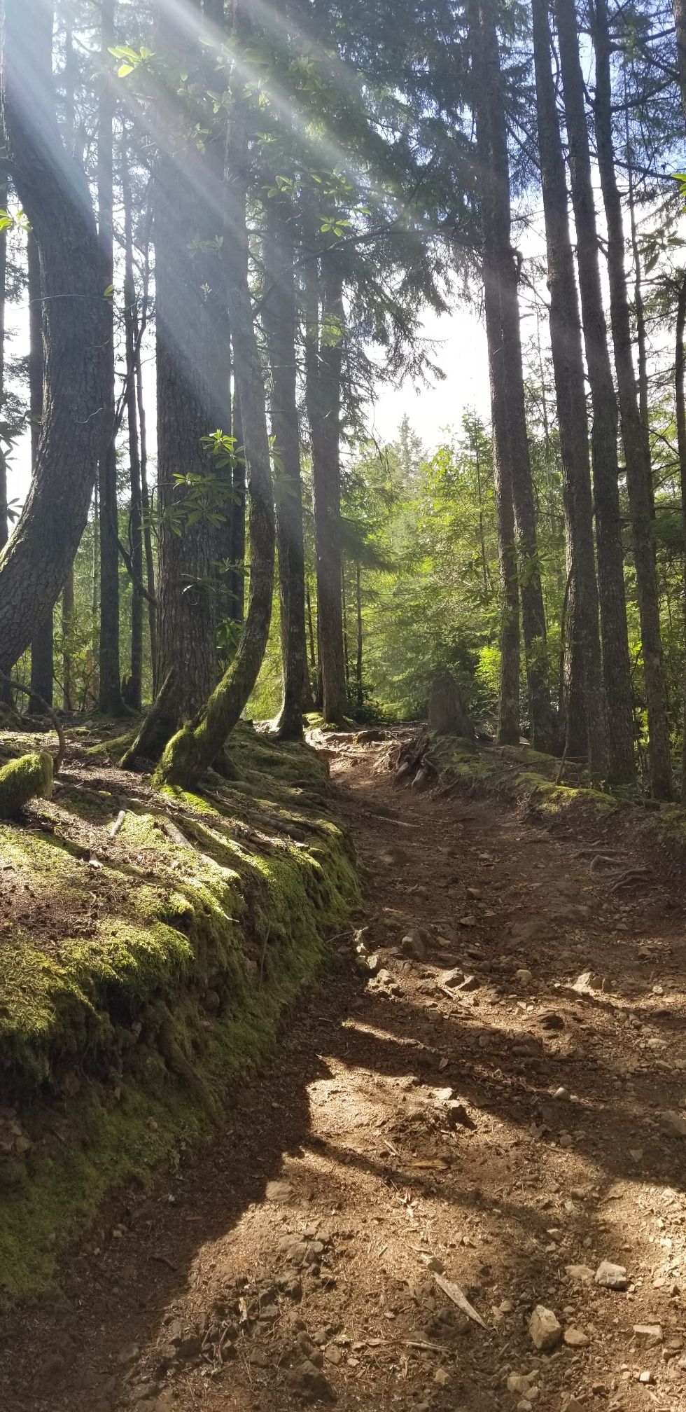 Sunbeams pierce through tall trees onto a mossy, winding forest path. - Hiking loop from Wildcat Lake