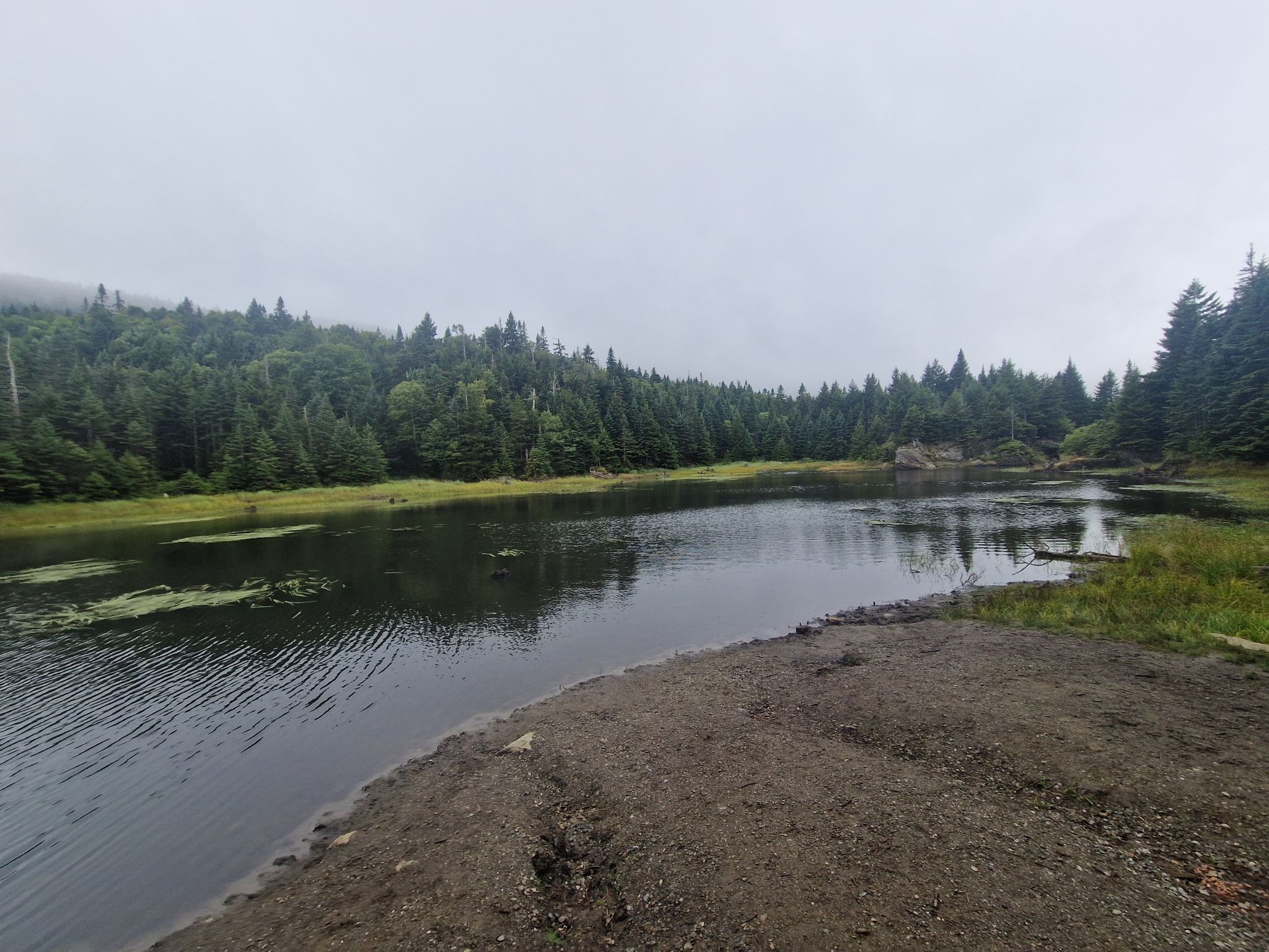 lac vogel