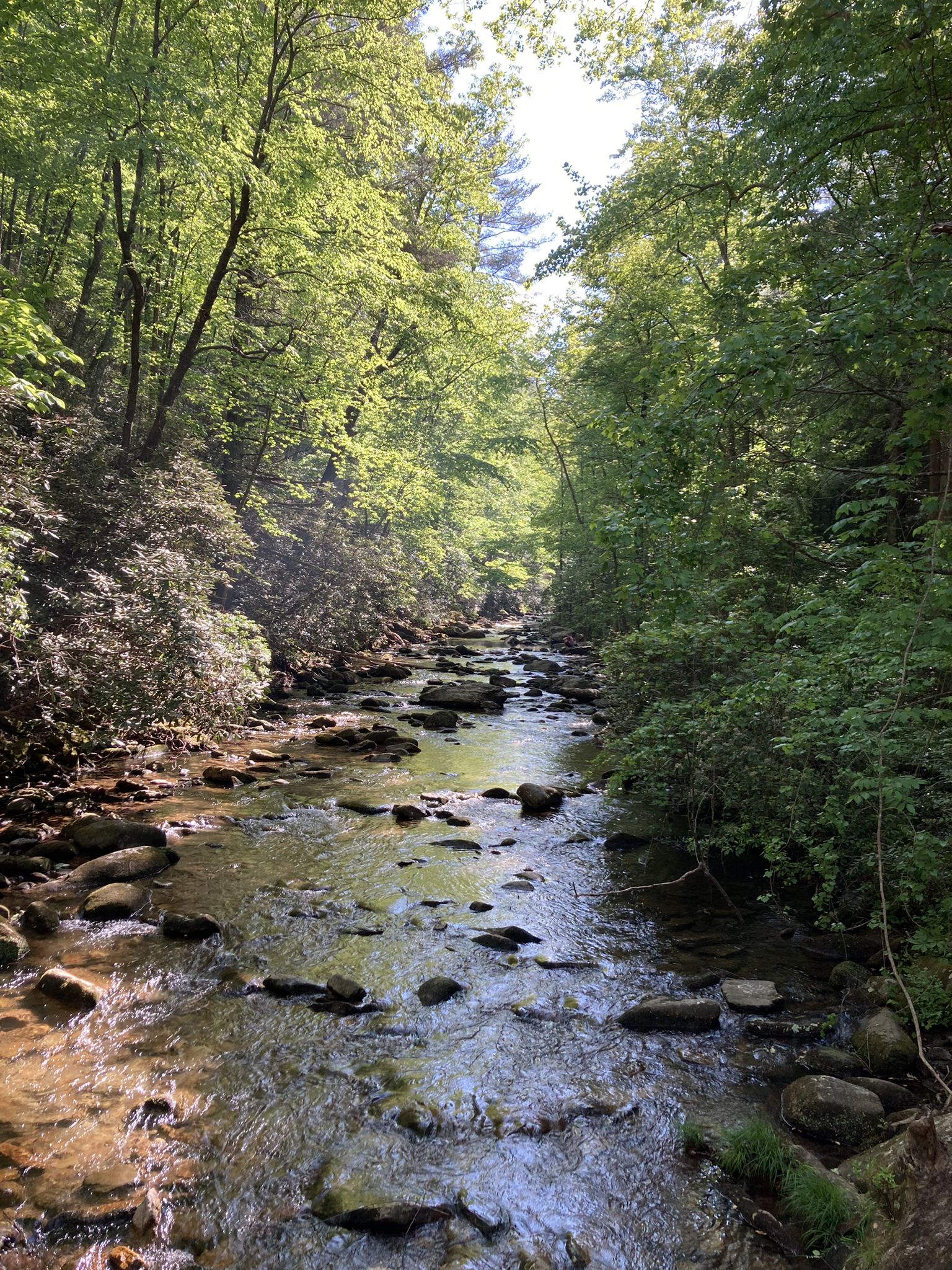 Rocky stream winding through a sun-dappled green forest. - Chestnut Knob loop from South Mountains State Park - Jacob Fork Access