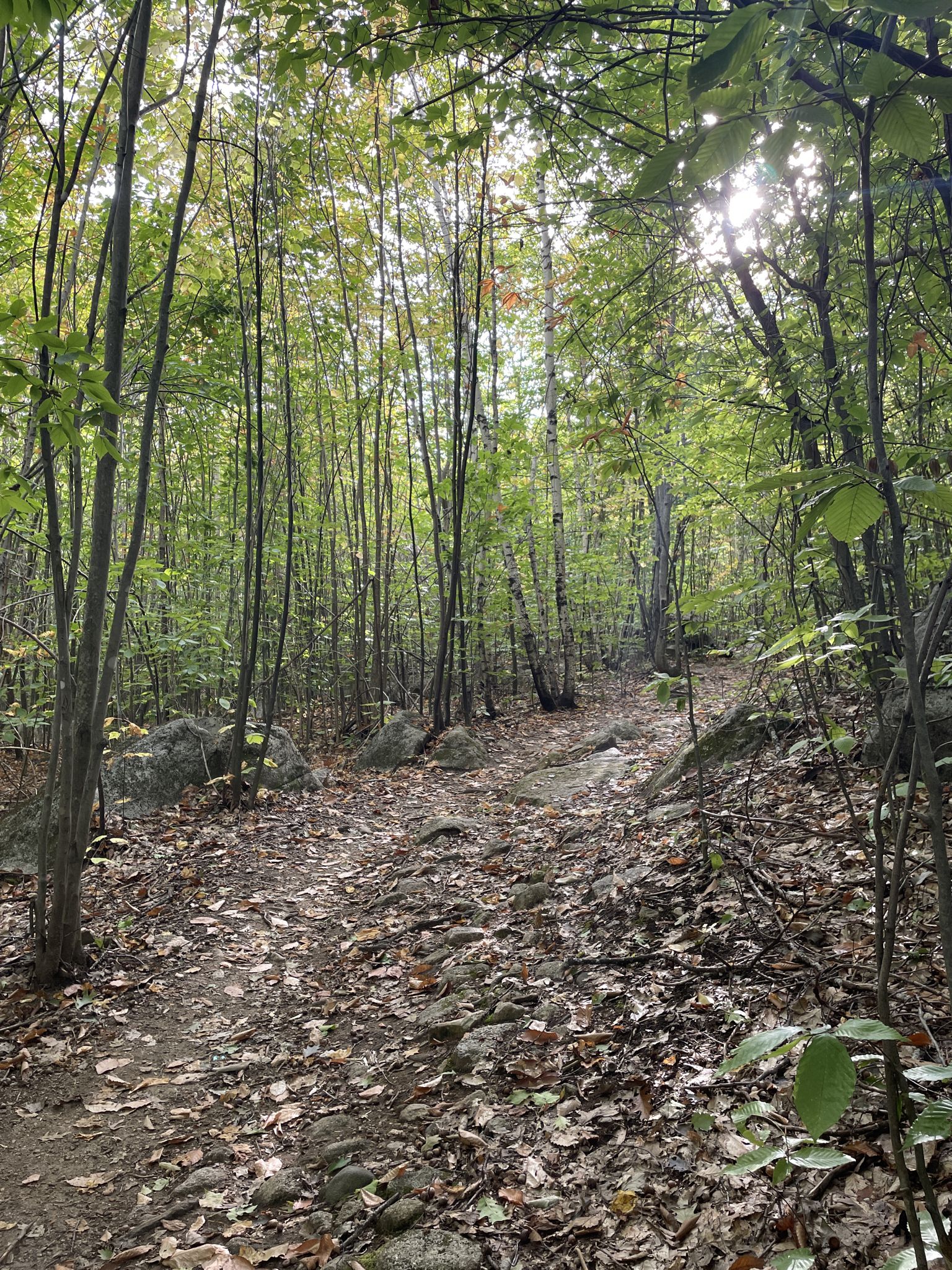 Sunlight filters through tall trees onto a rocky, leaf-strewn forest path. - Ledges Trail loop from Moose Pond
