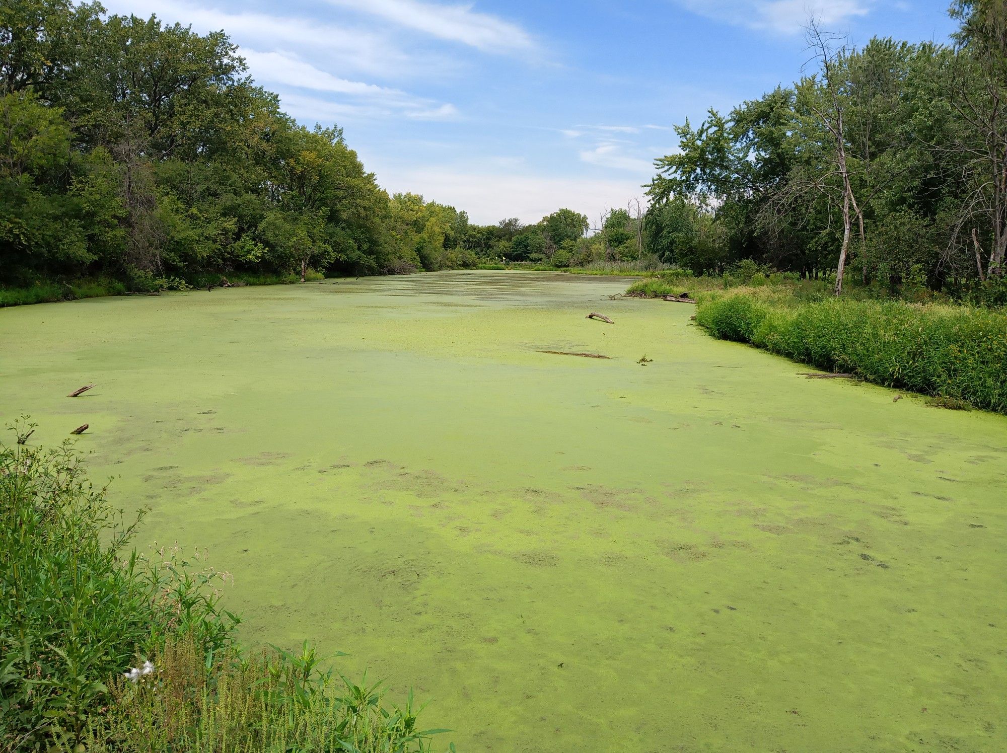 A calm water body completely covered in green duckweed, surrounded by trees. - Des Plaines River bridge – Independence Grove Lake loop from Wheeling