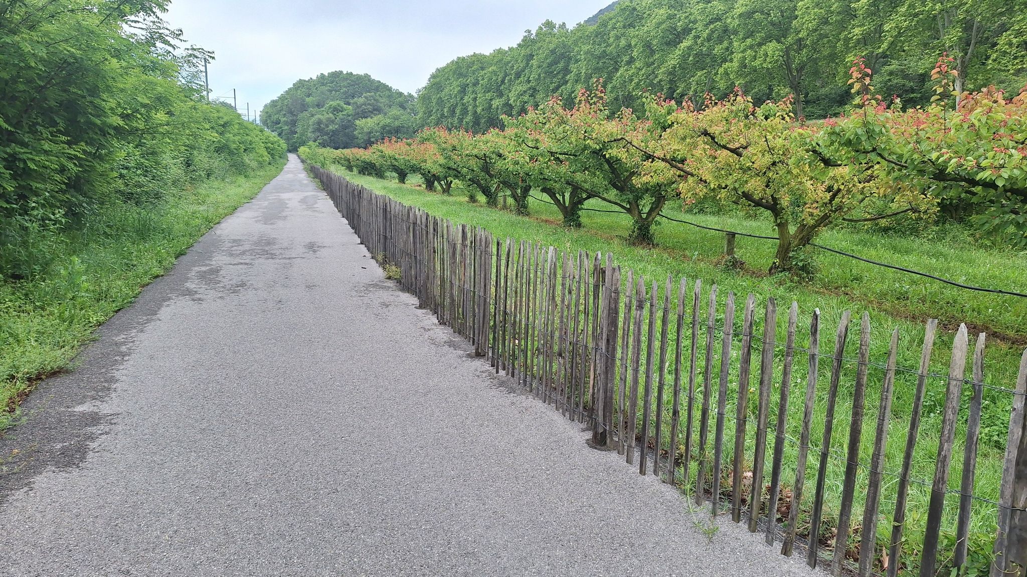 Le soleil revient. La ViaRhôna traverse des verges. La Drome Ardèche est la première région de production fruitière.