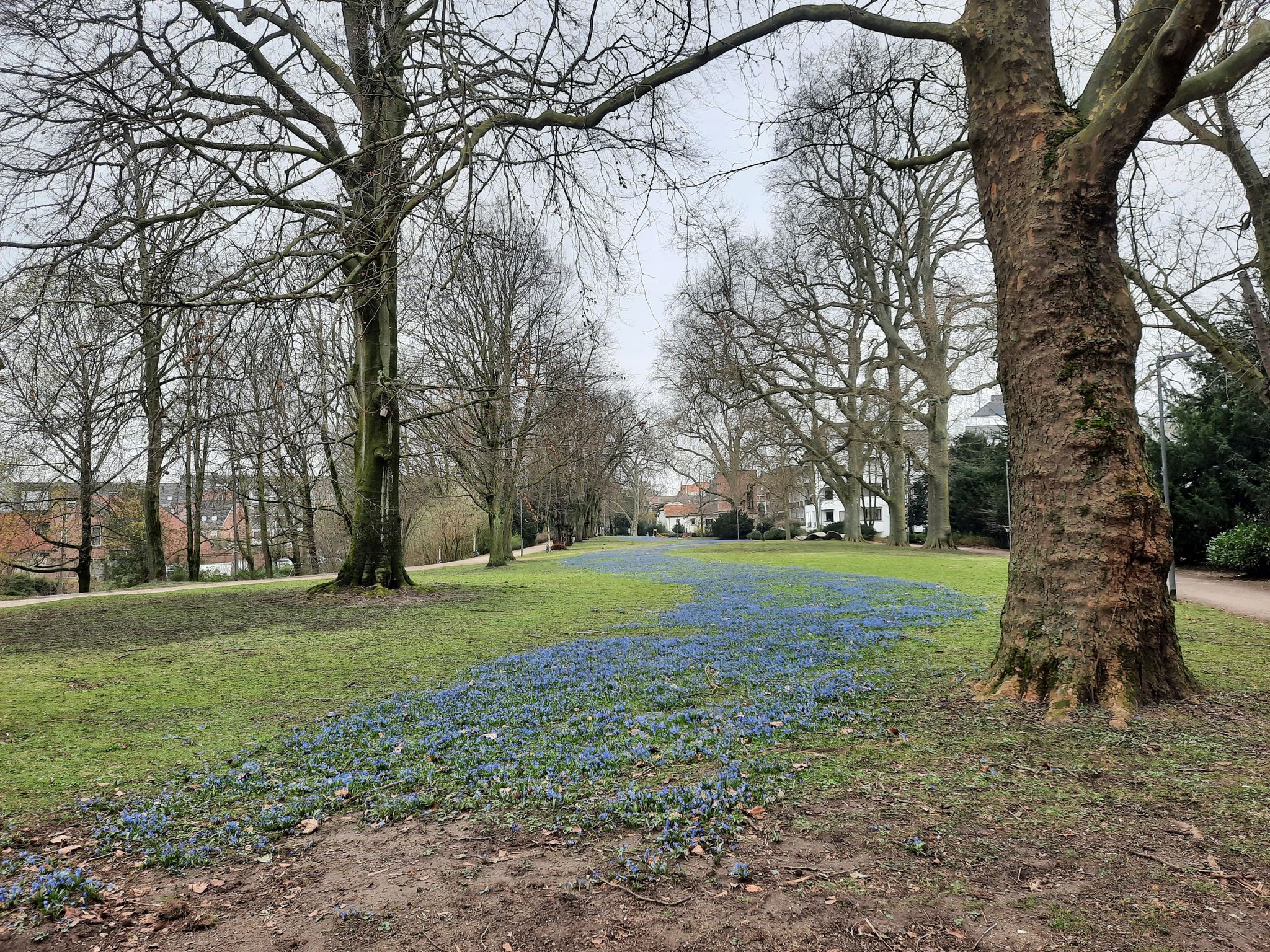 blauer Blumenteppich im Stadtpark
