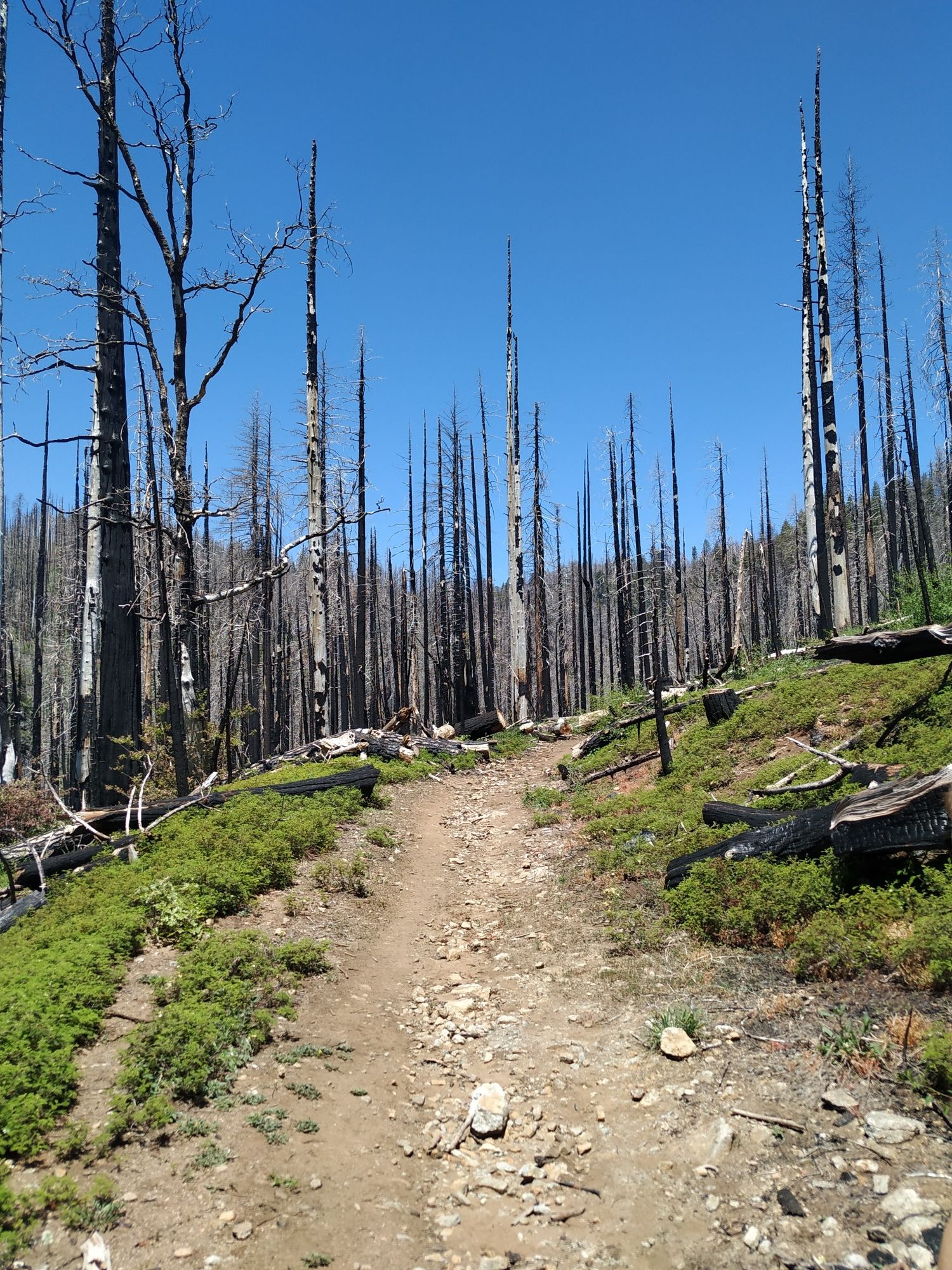 Dirt trail ascending through a hillside of burnt trees and green shrubs, bright sun. - Big Creek Waterfall via Big Trees loop