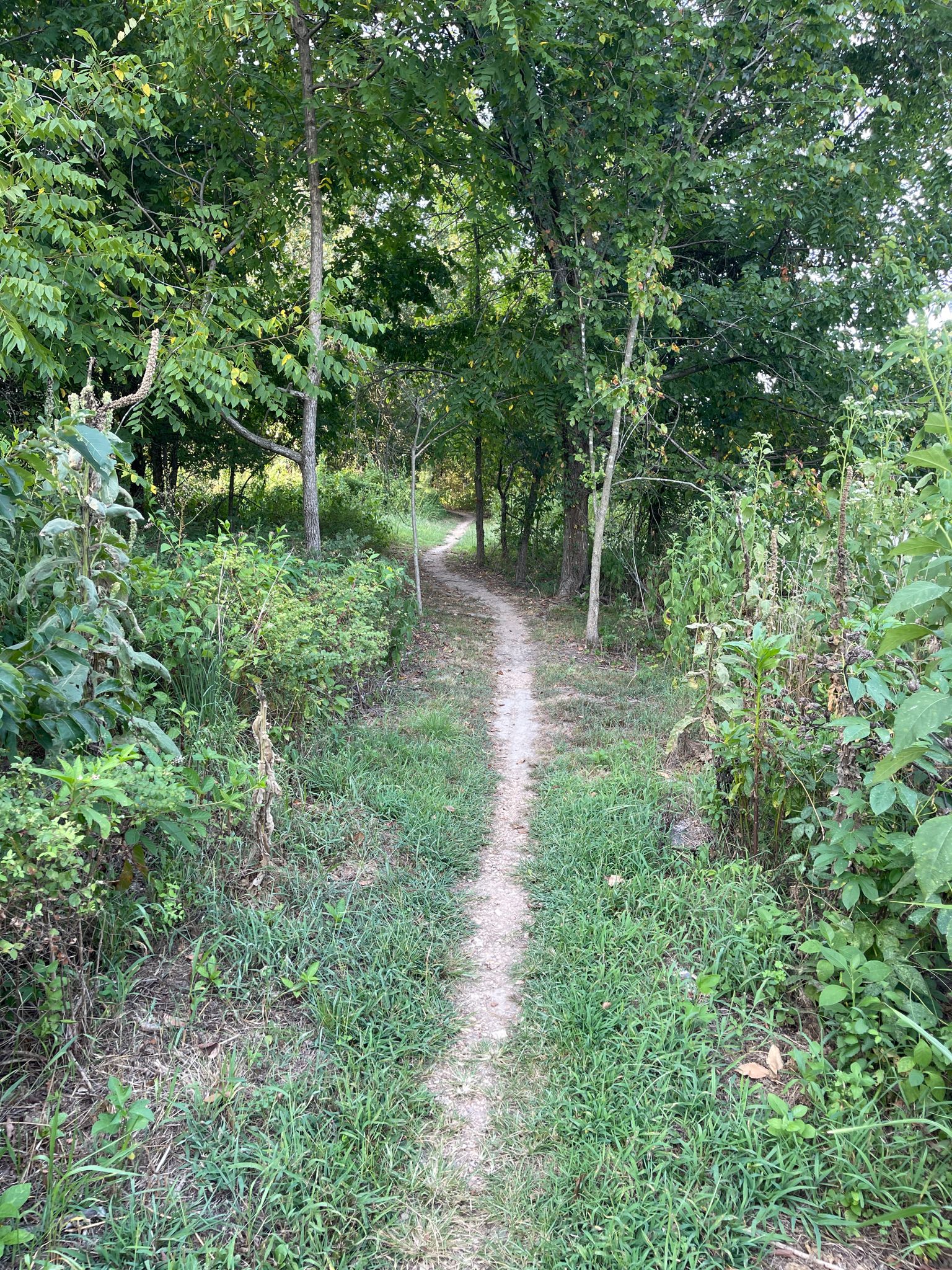 A narrow dirt path through overgrown green vegetation in sunlight. - Tunnel Vision and Bamboozled Loop