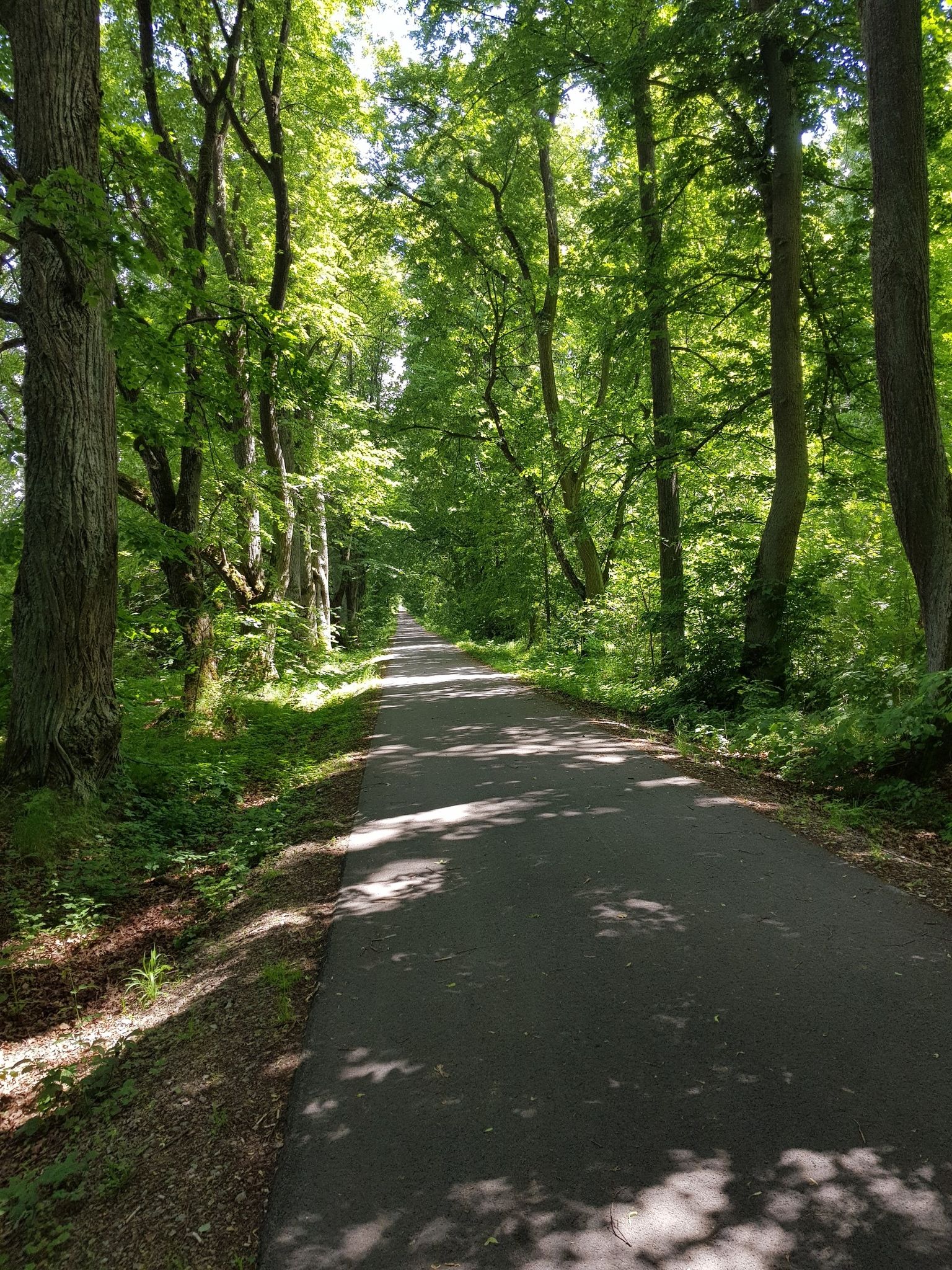 Auf der Lindenallee zurück zum Zentrum von Teltsch.