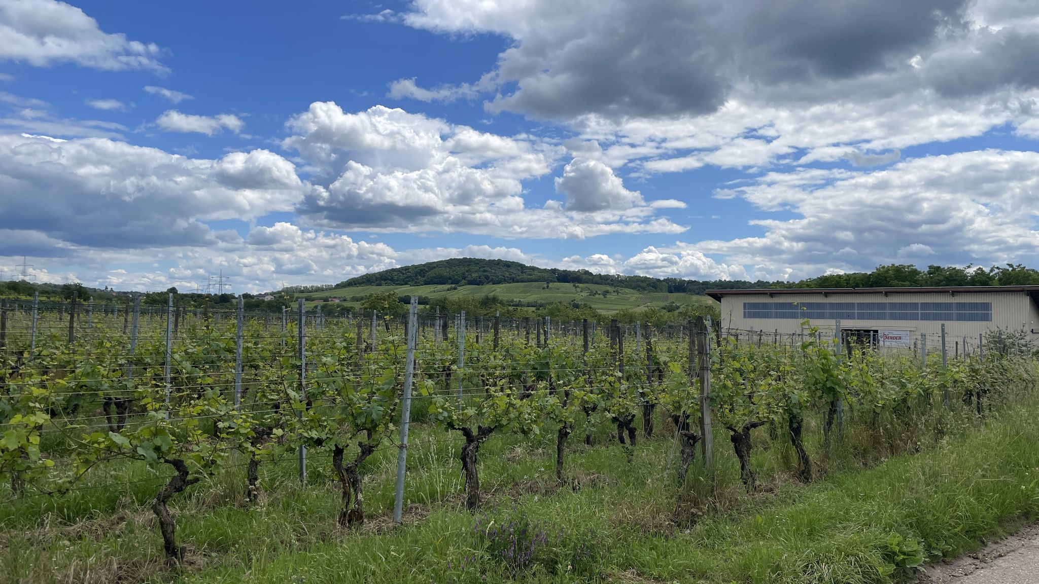 Blick auf den Galgenberg