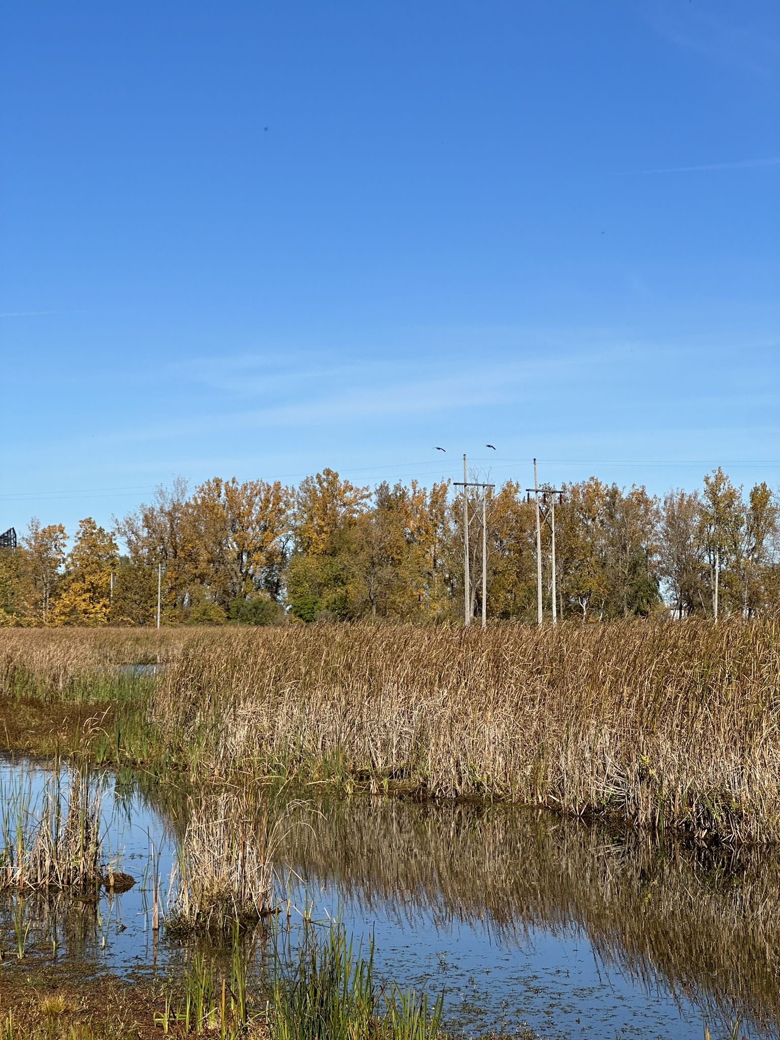Sunny wetland with tall reeds, autumn trees, and power lines. - Tiff Nature Preserve loop