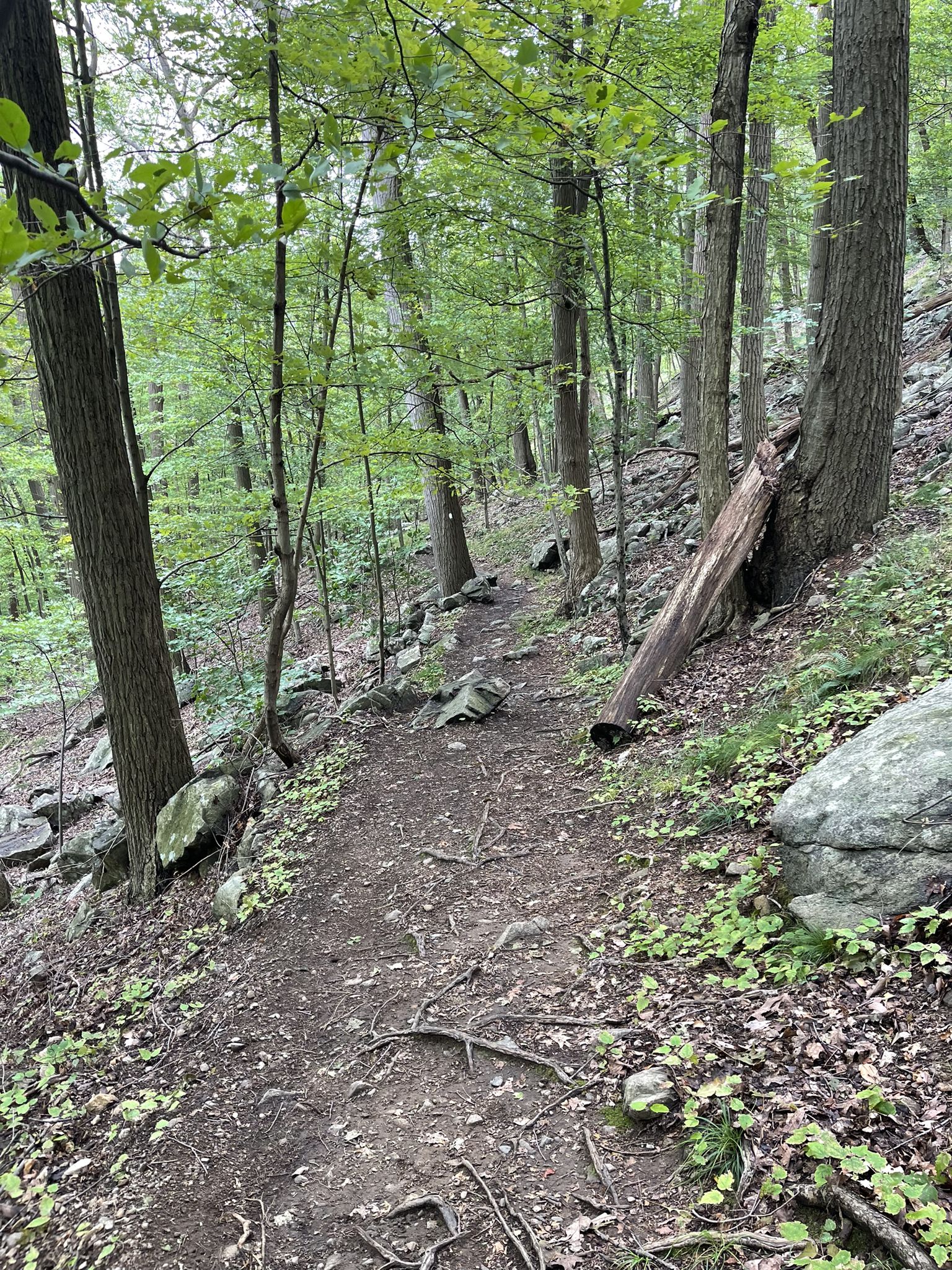 A winding dirt trail through a dense green forest with rocks and trees. - Bypass Trail