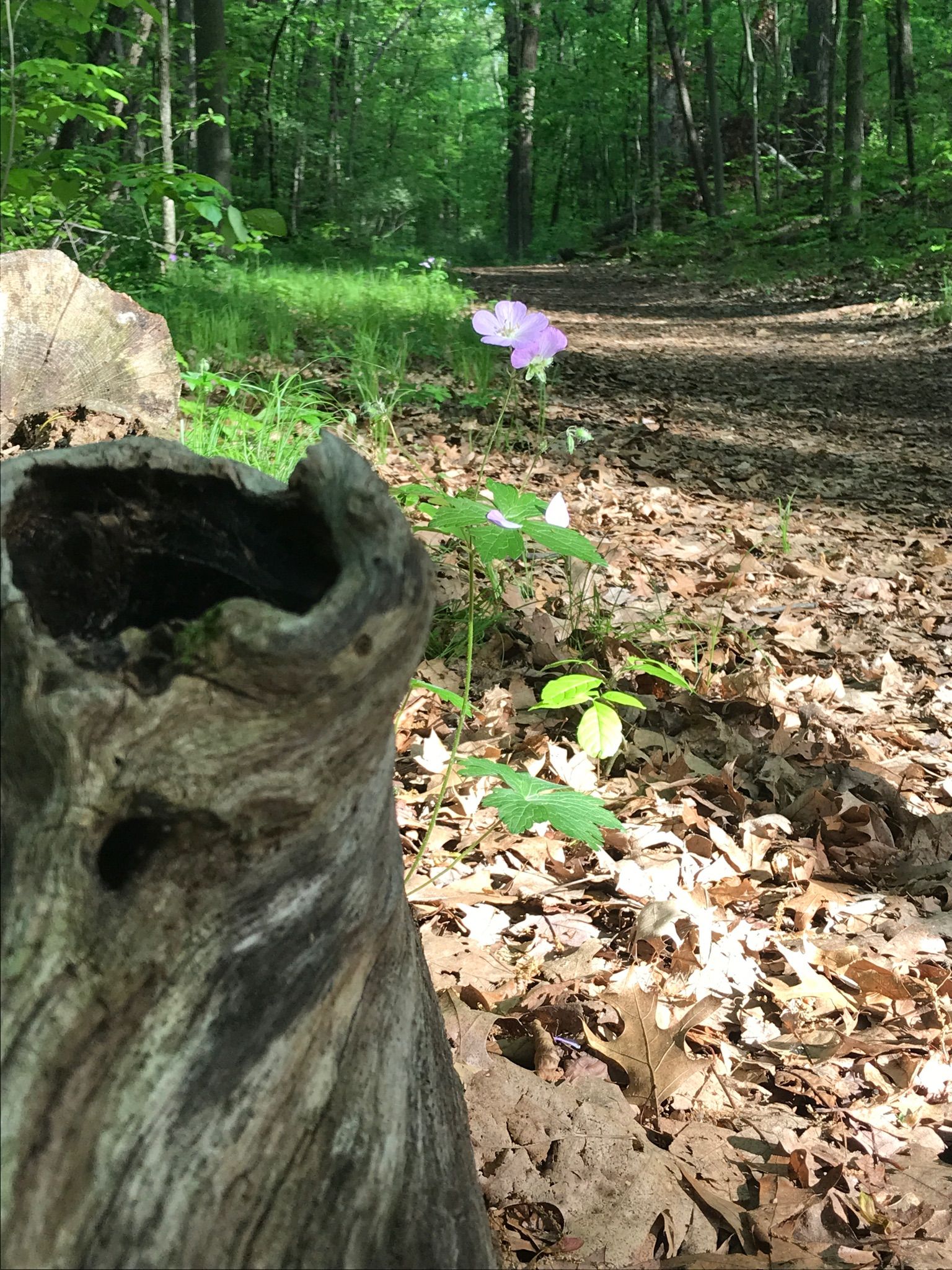 Hollow tree stump next to a forest path with a purple flower. - Mill Lake Cabins loop from McClure Road Parking Lot