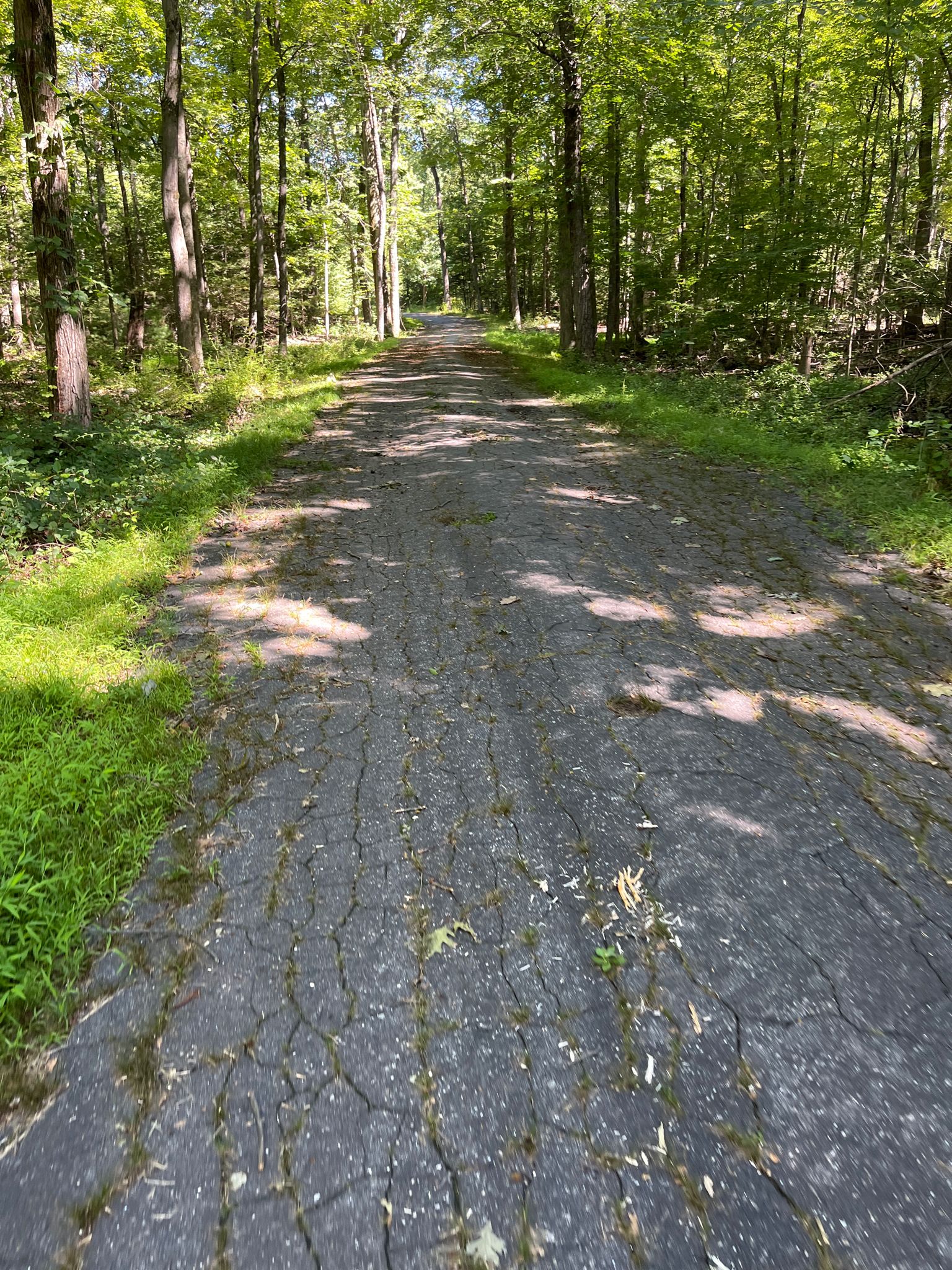 Cracked asphalt path through a sun-dappled forest on a bright day. - Avon to Collinsville loop via East Coast Greenway